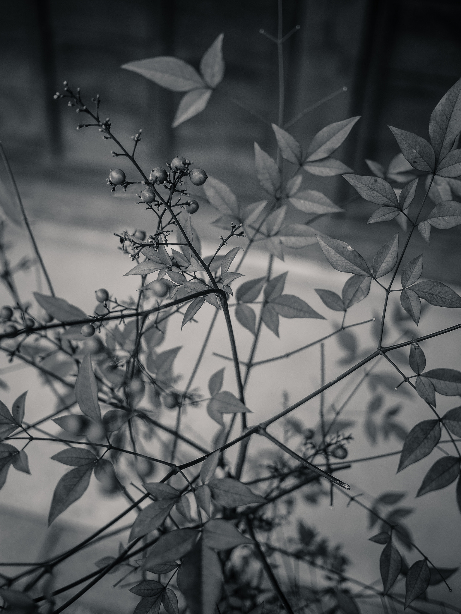 Olympus OM-D E-M5 II + LUMIX G 20/F1.7 II sample photo. Takayama walks #1 photography
