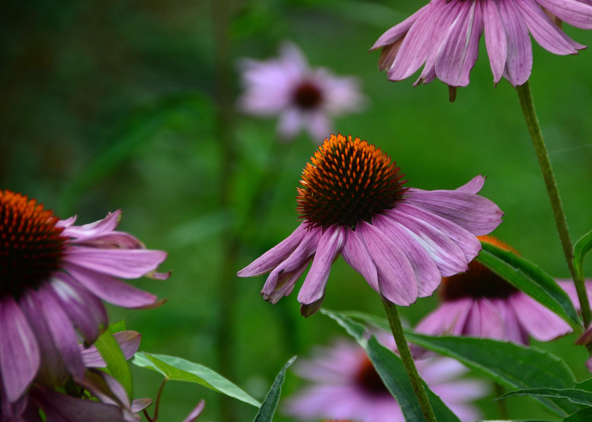 Nikon D5100 + Nikon PC-E Nikkor 24mm F3.5D ED Tilt-Shift sample photo