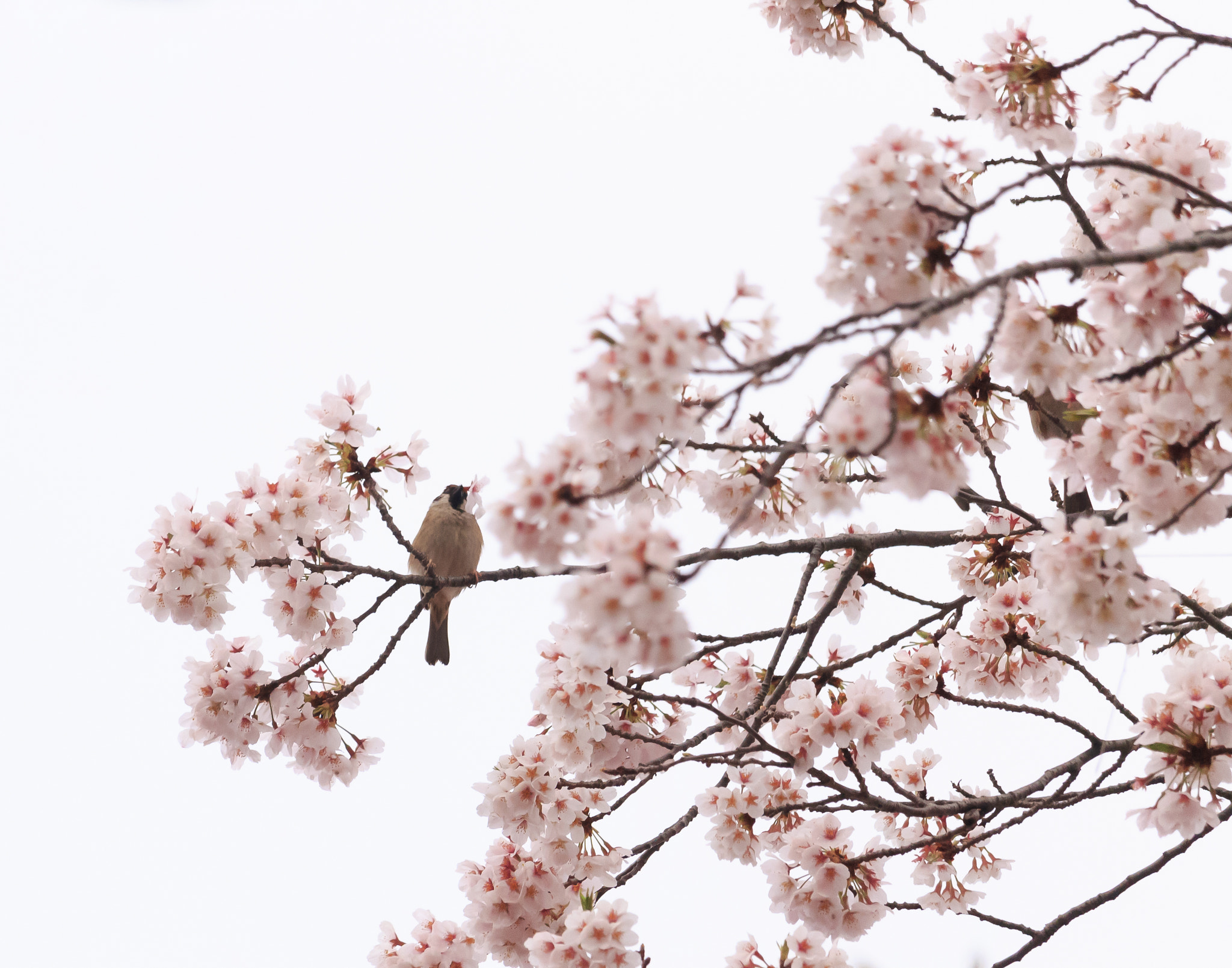 Canon EF-S 55-250mm F4-5.6 IS STM sample photo. Bird and sakura photography