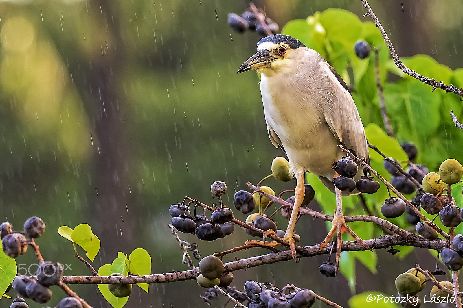 Olympus OM-D E-M1 + OLYMPUS M.300mm F4.0 sample photo. Black-crowned night heron photography