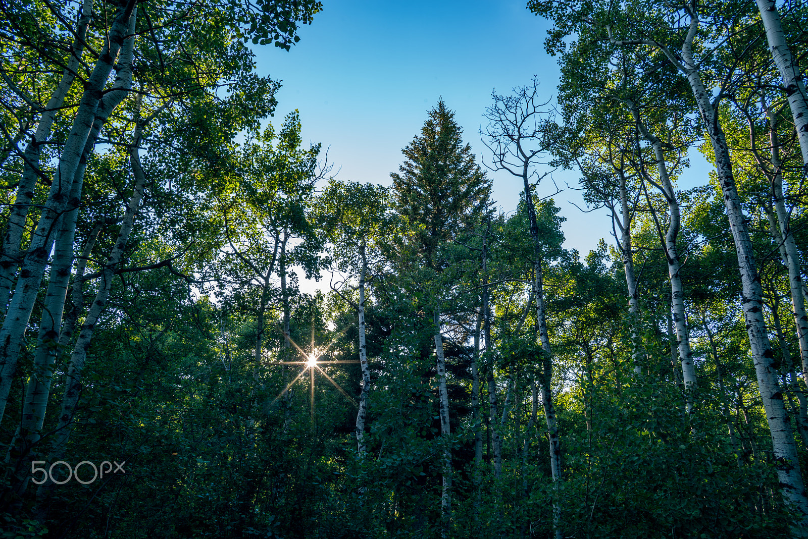 Pentax K-1 + smc PENTAX-FA* 24mm F2 AL[IF] sample photo. Birch forest photography