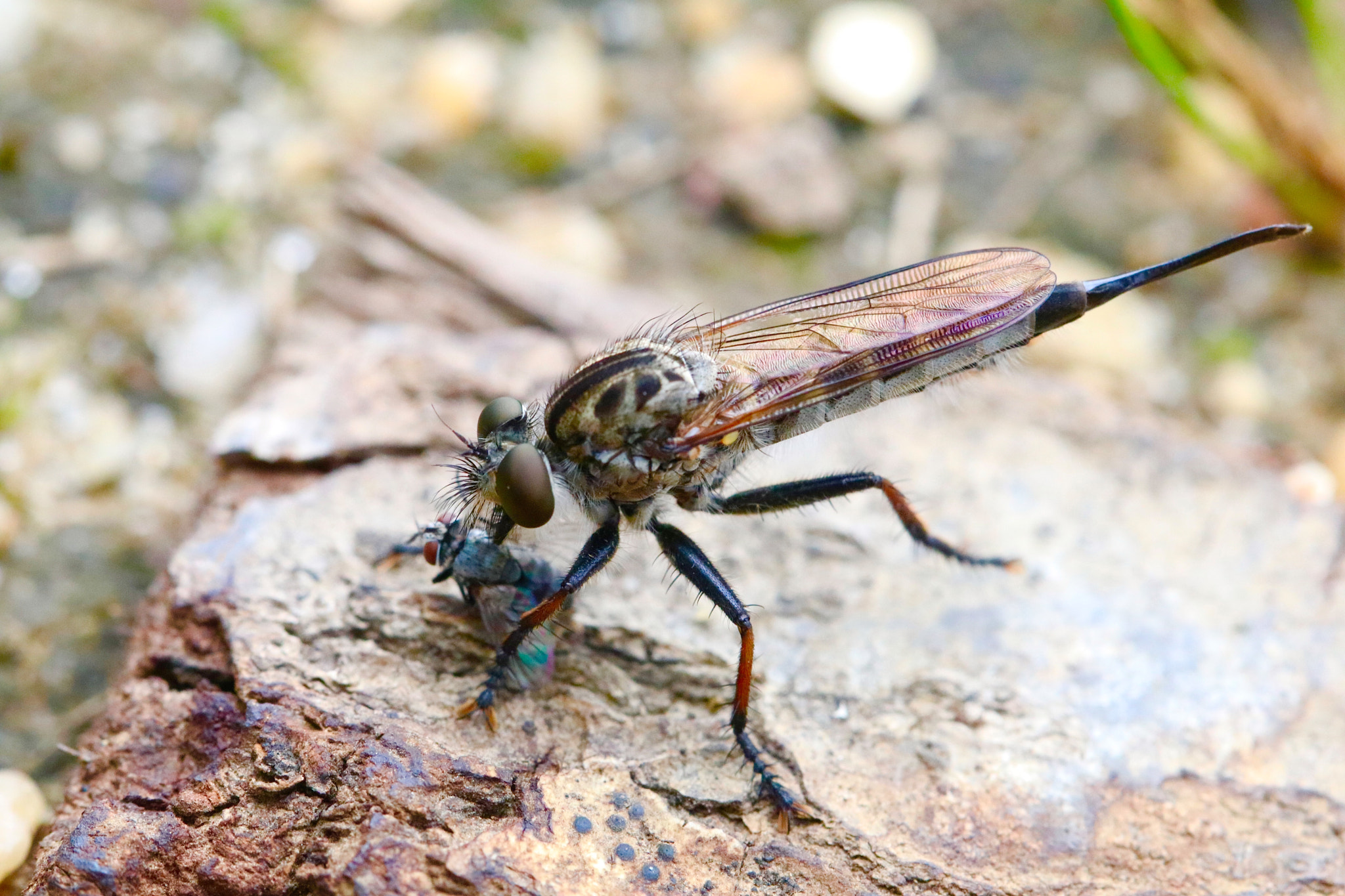 Canon EF 100mm F2.8L Macro IS USM sample photo. Robber fly eating fly photography