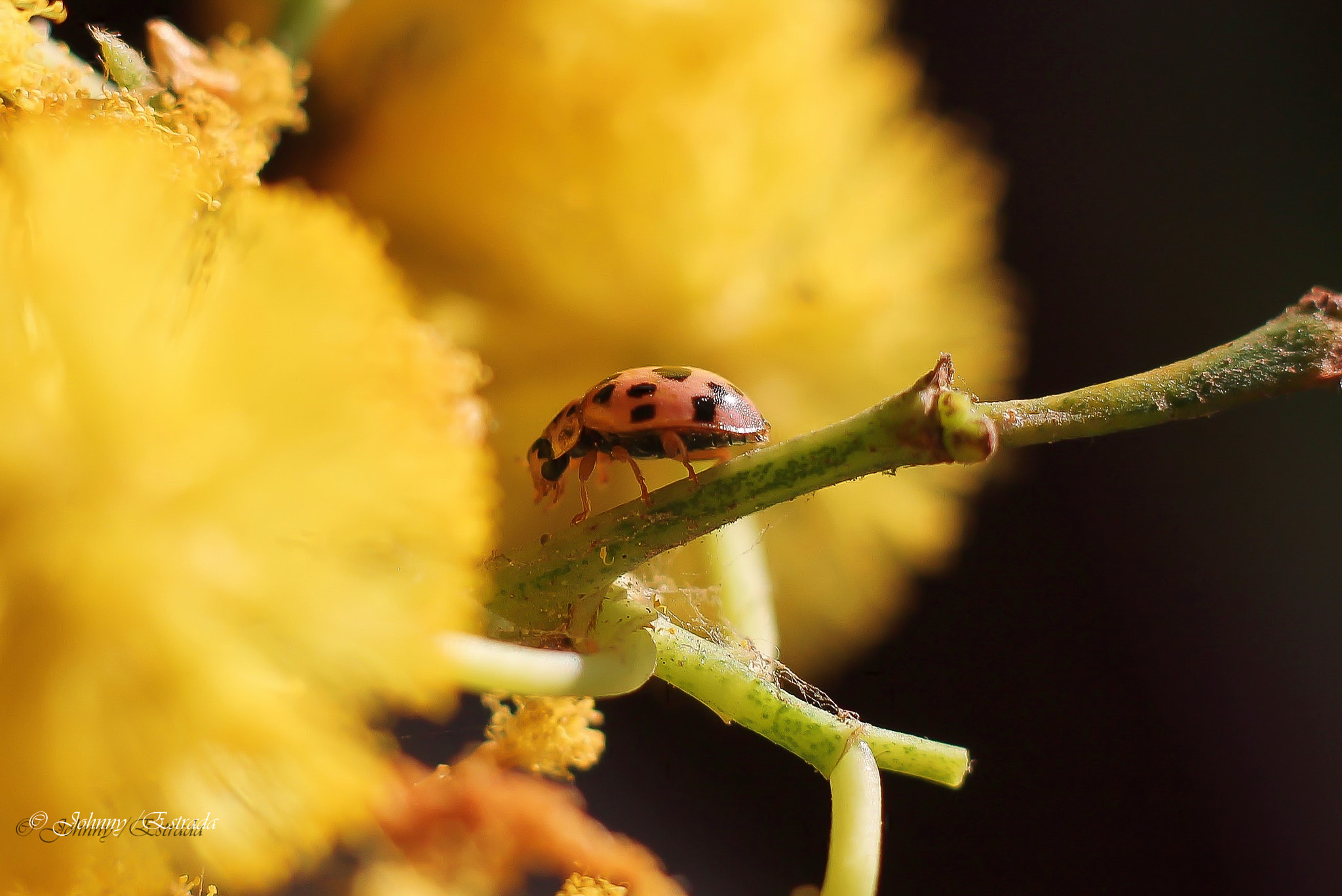 Canon EOS 1100D (EOS Rebel T3 / EOS Kiss X50) + Canon EF 50mm F1.8 II sample photo. Ladybug photography