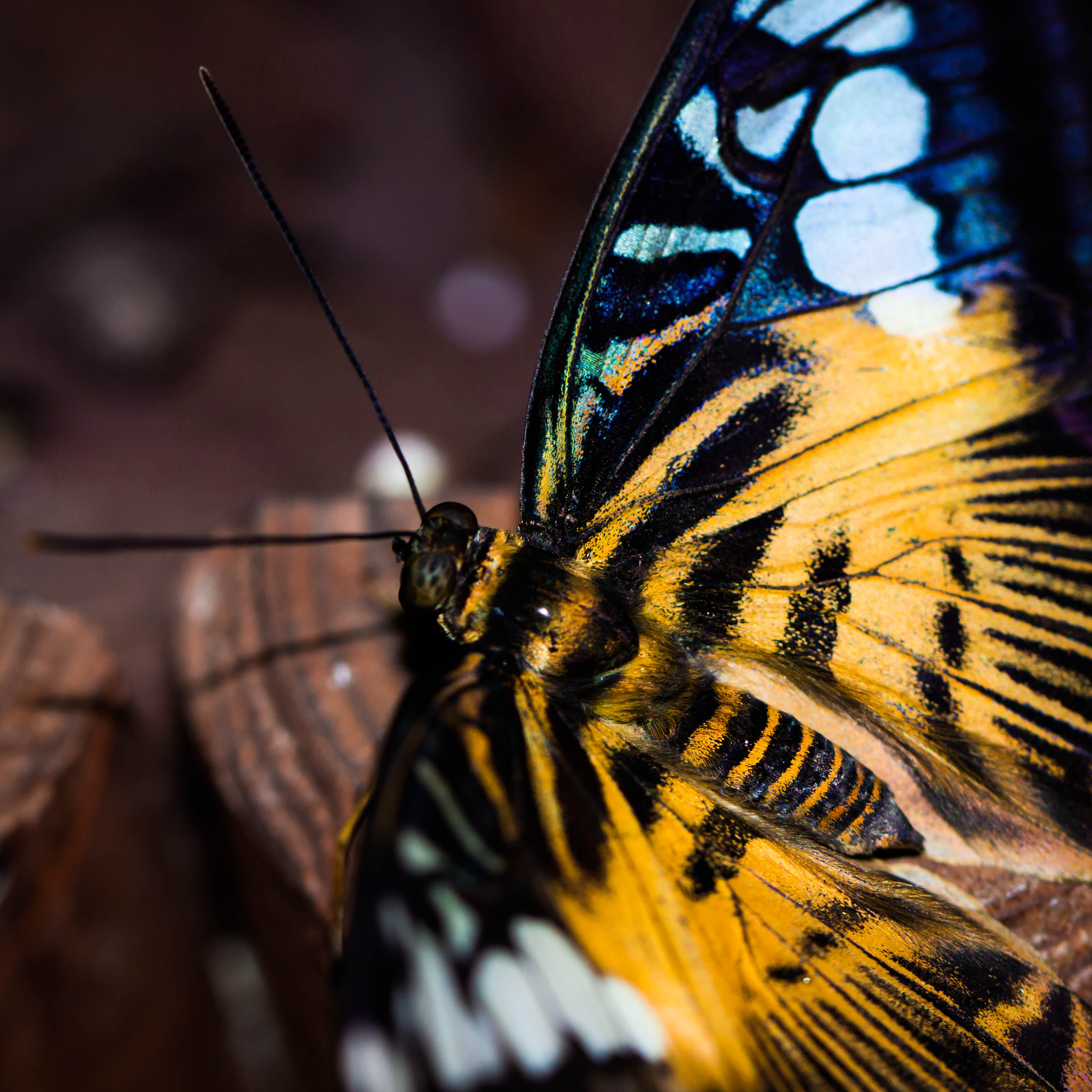 Canon EOS 600D (Rebel EOS T3i / EOS Kiss X5) + Canon EF 100mm F2.8L Macro IS USM sample photo. Butterfly photography