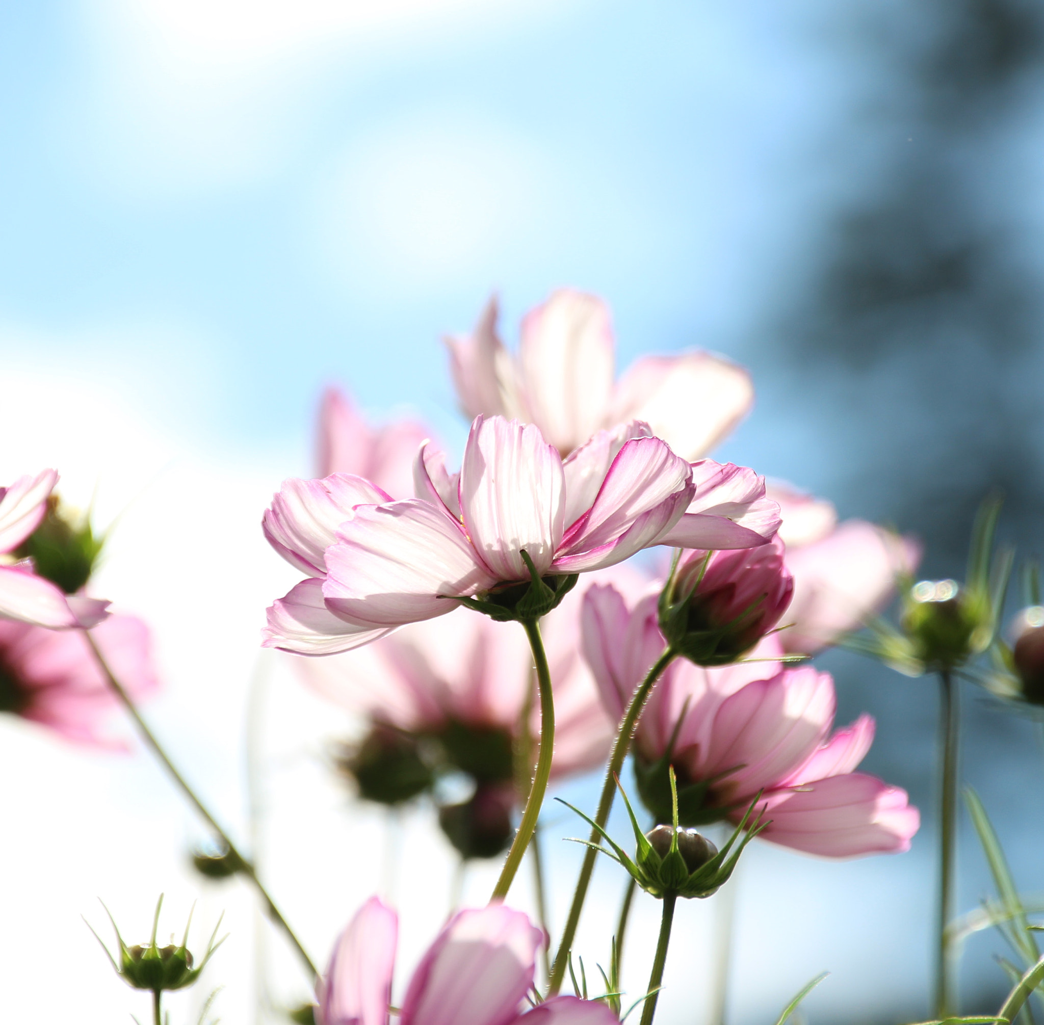 Sigma 18-250mm F3.5-6.3 DC OS HSM sample photo. Rosé flowers photography