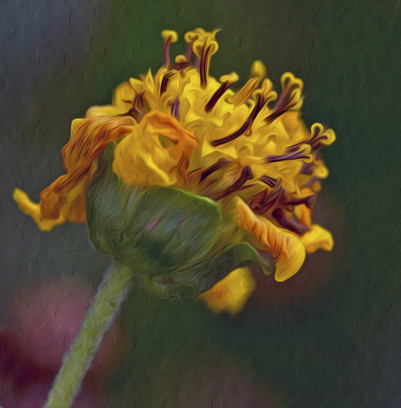 Sigma 150mm f/2.8 EX DG OS HSM APO Macro sample photo. Today's flower from my garden photography