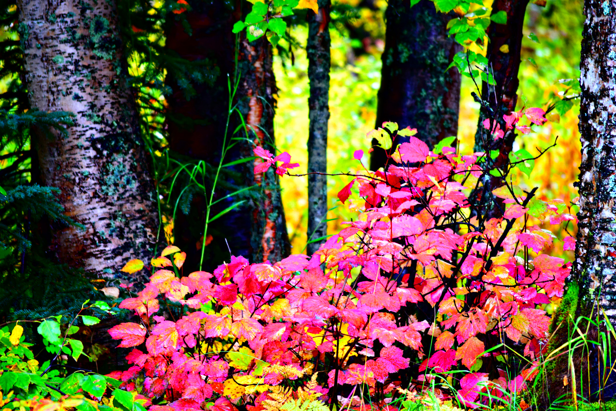 Nikon D3300 sample photo. Alaska fall colors photography