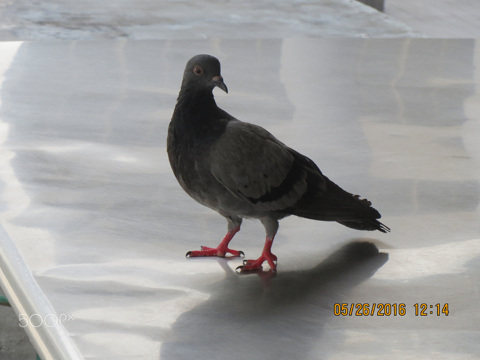 Canon PowerShot ELPH 530 HS (IXUS 510 HS / IXY 1) sample photo. Pigeon photography