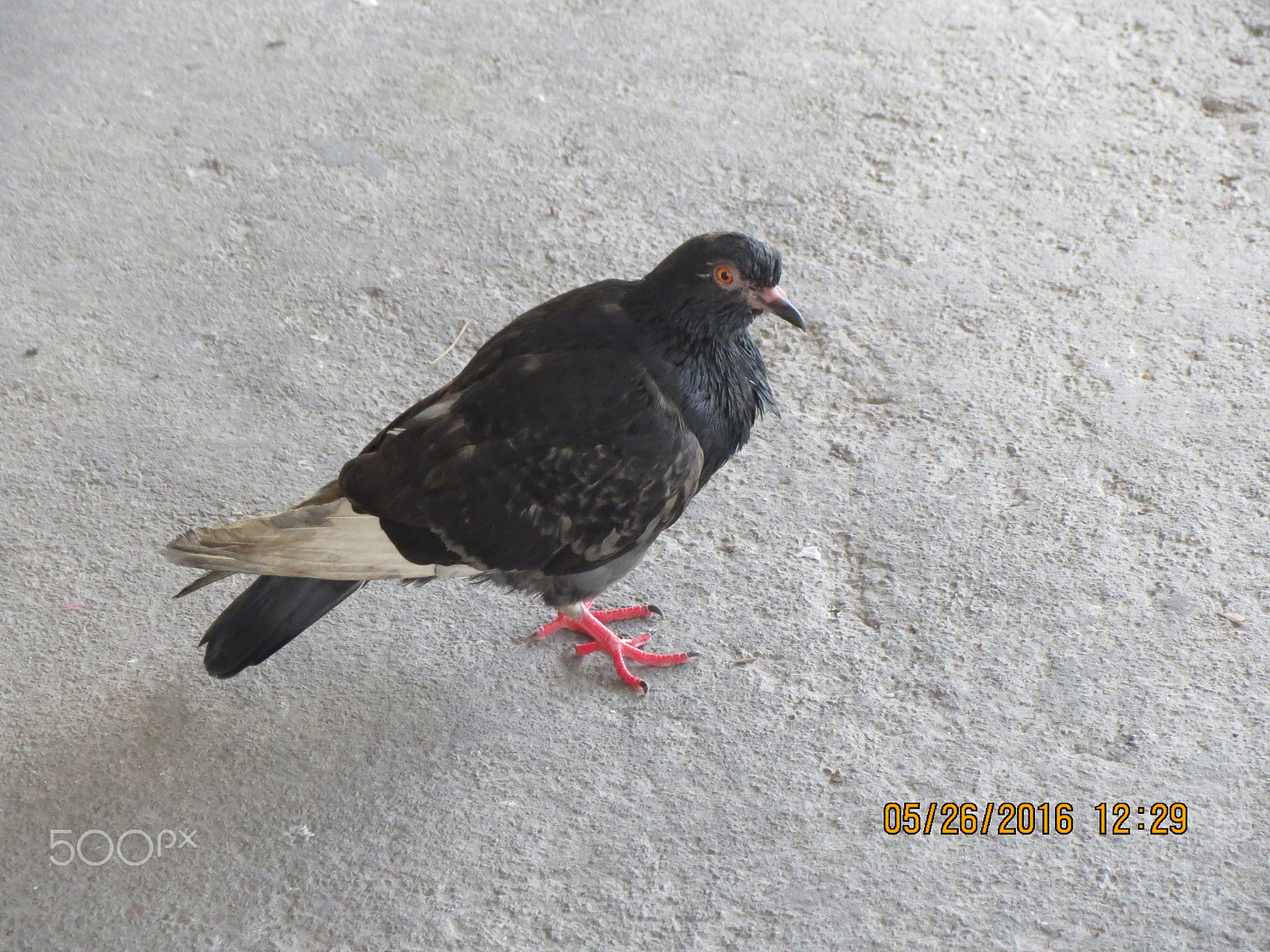 Canon PowerShot ELPH 530 HS (IXUS 510 HS / IXY 1) sample photo. Pigeon photography