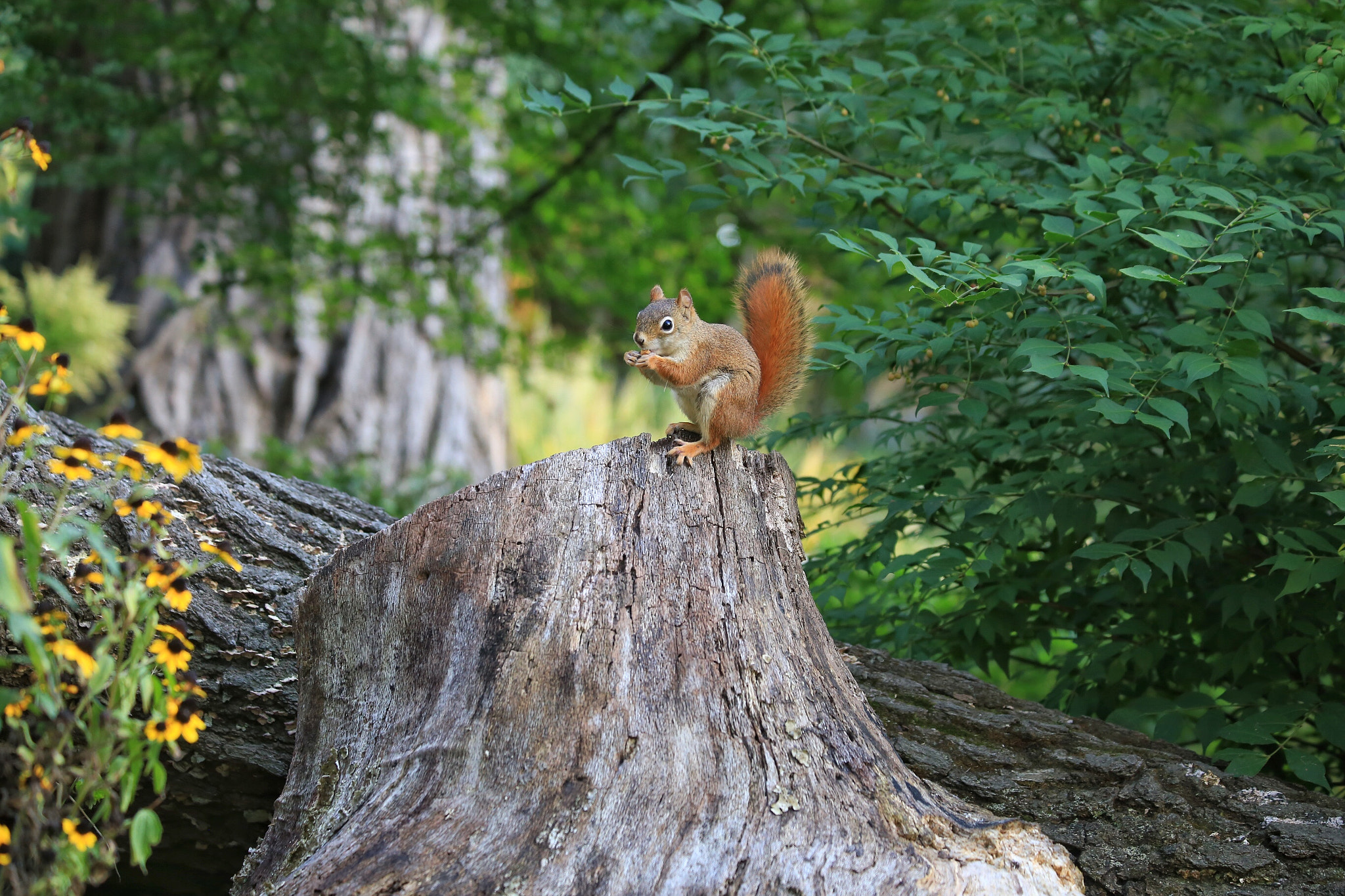 Canon EF 70-300mm F4-5.6 IS USM sample photo