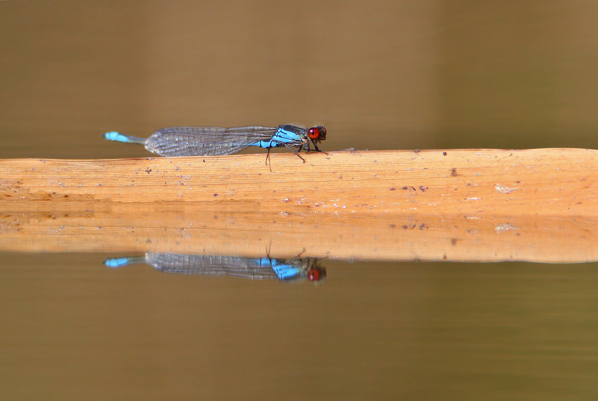 Tamron SP 150-600mm F5-6.3 Di VC USD sample photo. Erythromma najas photography
