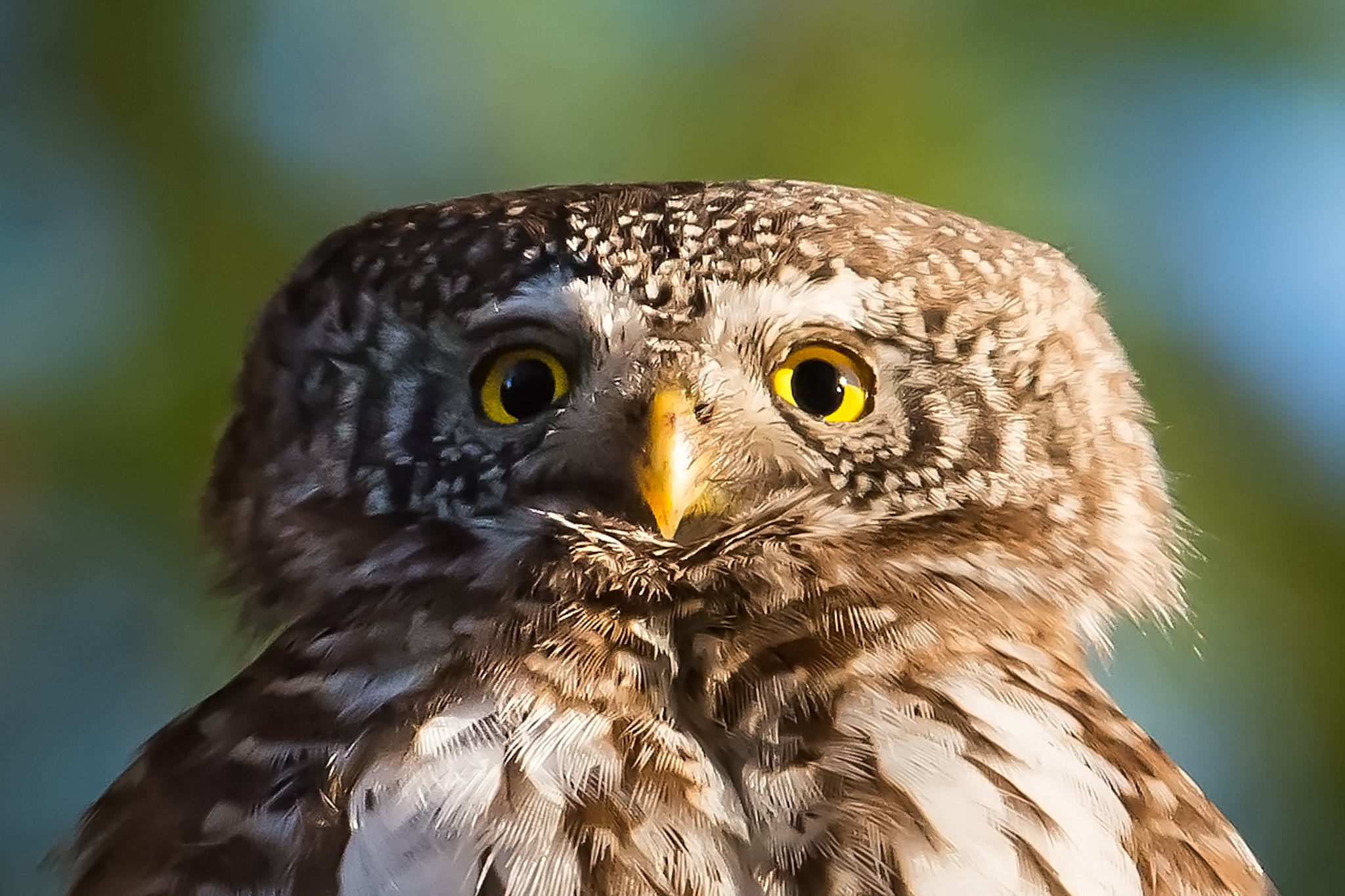 Nikon D800 sample photo. Eurasian pygmy owl, 65grams of utter destruction photography
