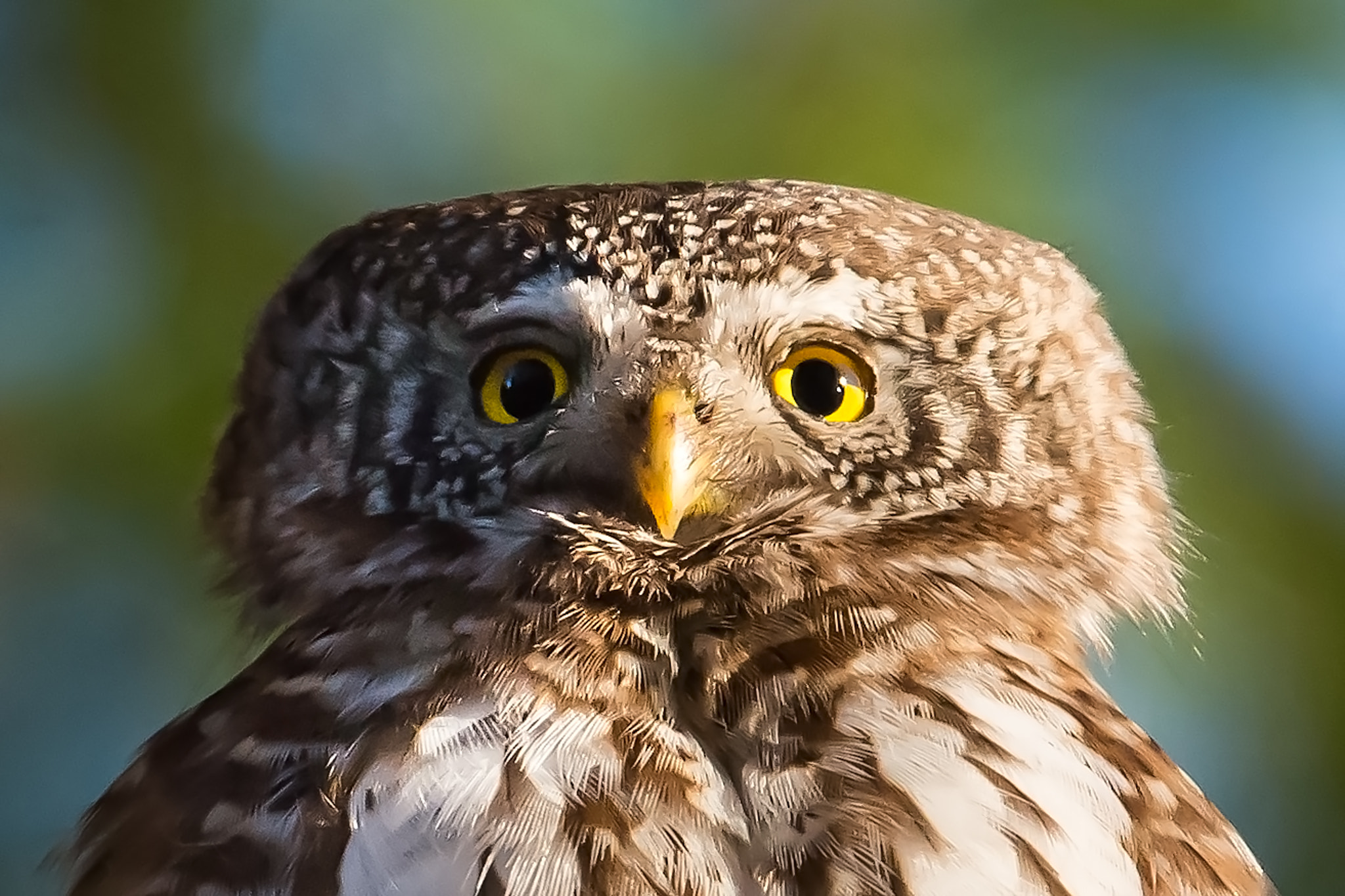 Nikon AF-S Nikkor 600mm F4D ED-IF II sample photo. Eurasian pygmy owl, 65grams of utter destruction photography