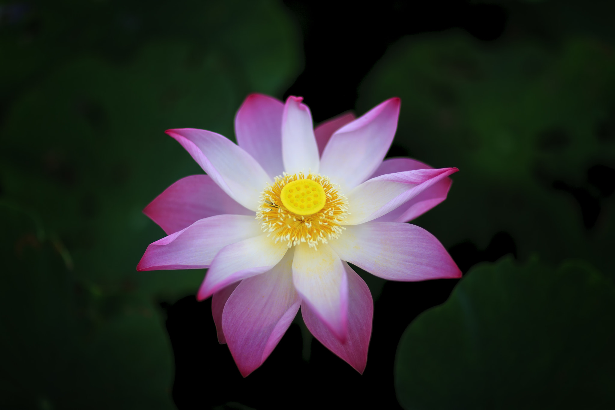 Canon EOS-1Ds Mark III sample photo. Lotus photography