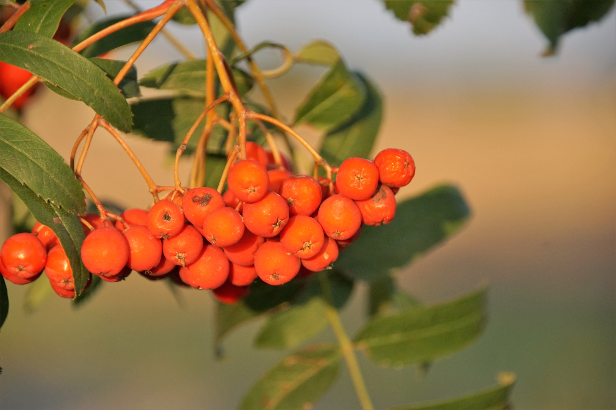 Tamron 80-300mm F3.5-6.3 sample photo. Herbst  2016 photography