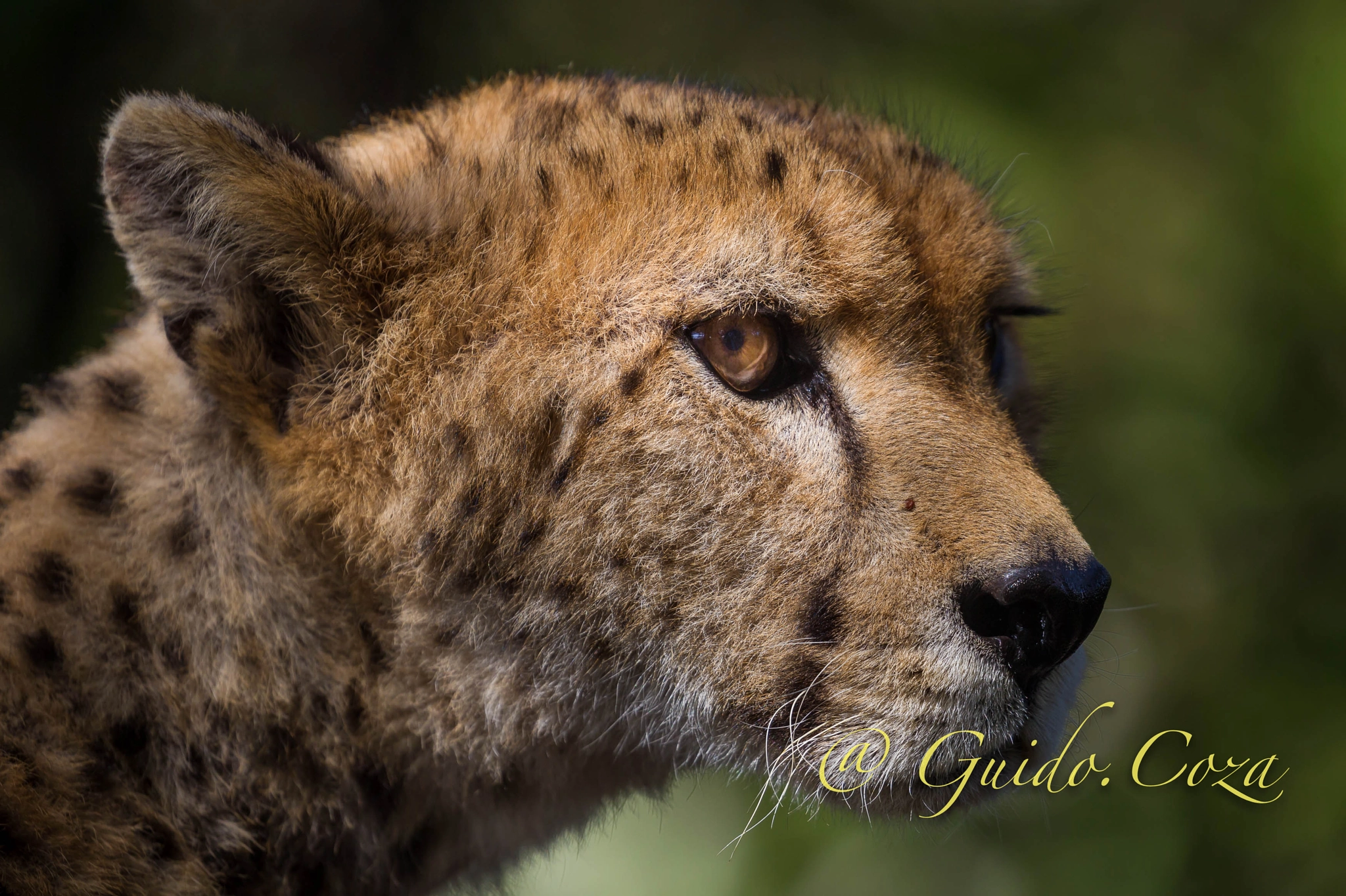 Canon EOS-1D Mark IV sample photo. Cheetah photography