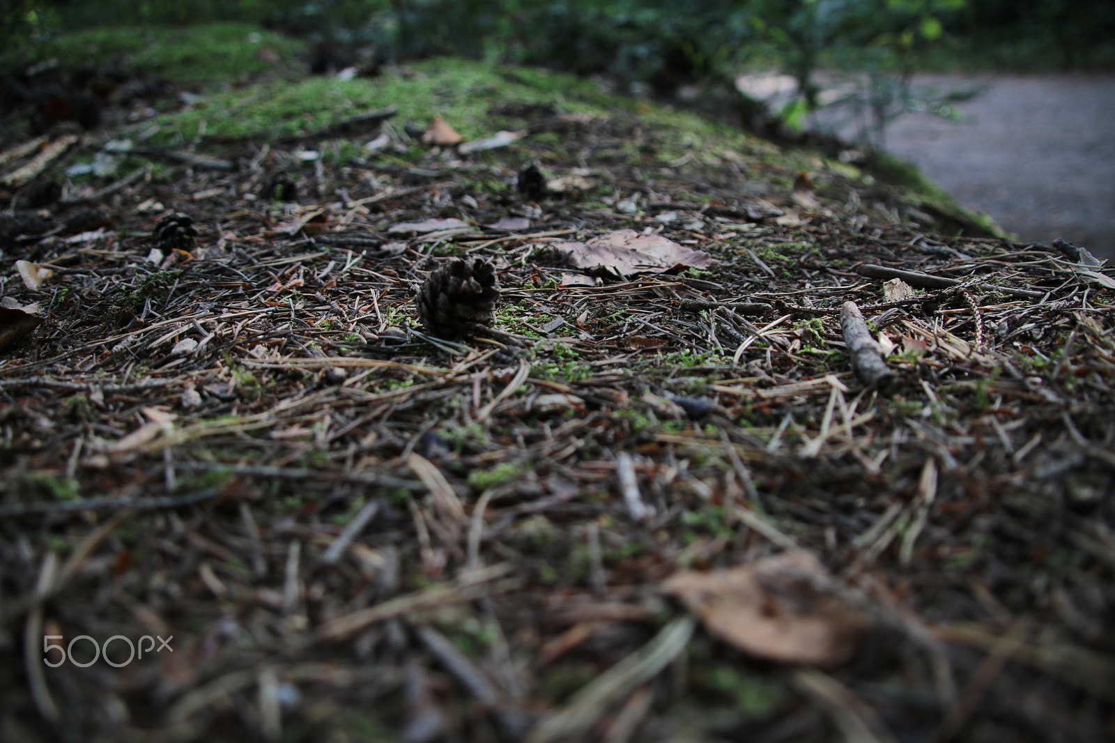 Canon EOS 750D (EOS Rebel T6i / EOS Kiss X8i) + Canon TS-E 90mm F2.8 Tilt-Shift sample photo. Nature in the blackforest photography