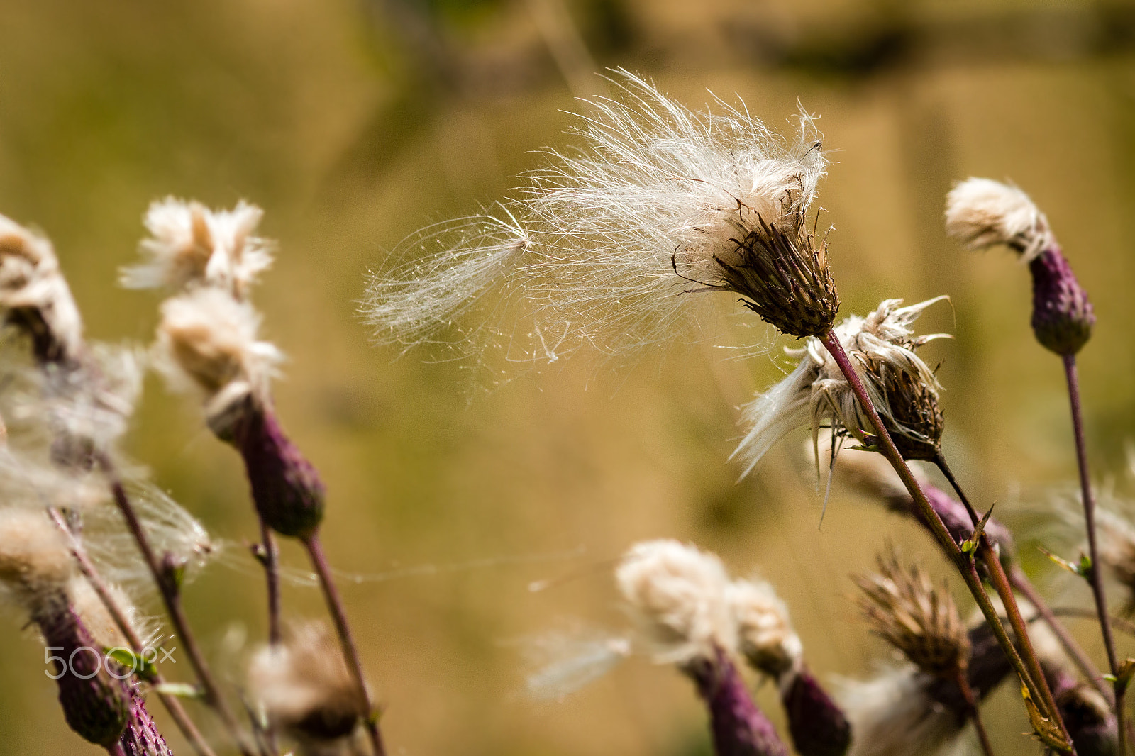 Canon EOS 70D + Canon EF 135mm F2L USM sample photo. Thistles on the wind photography
