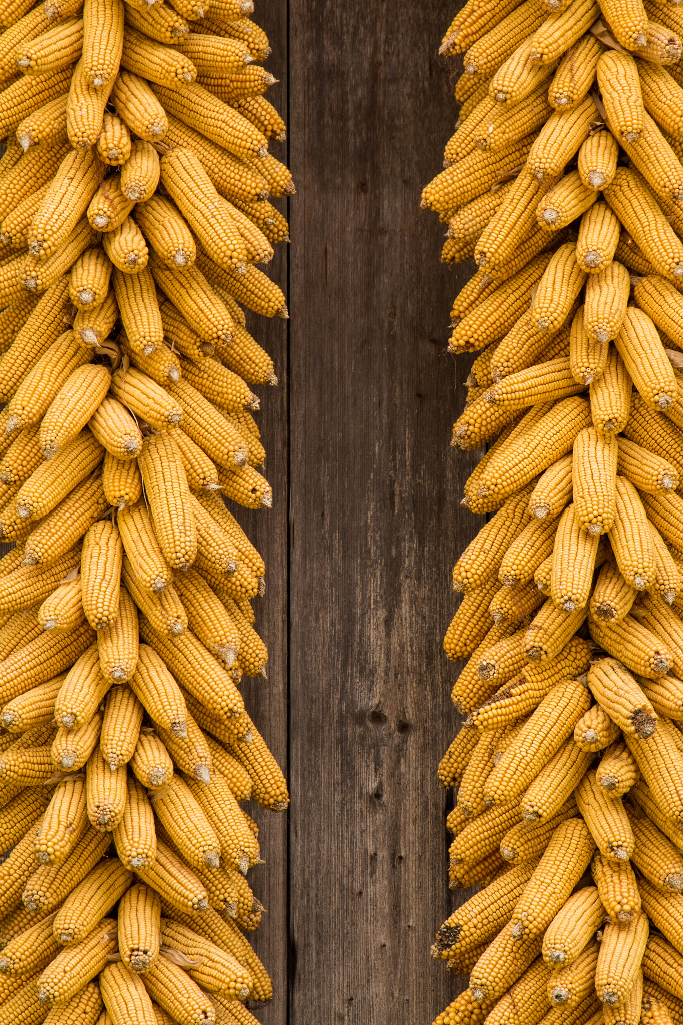 Canon EF 24-105mm F3.5-5.6 IS STM sample photo. Corn photography