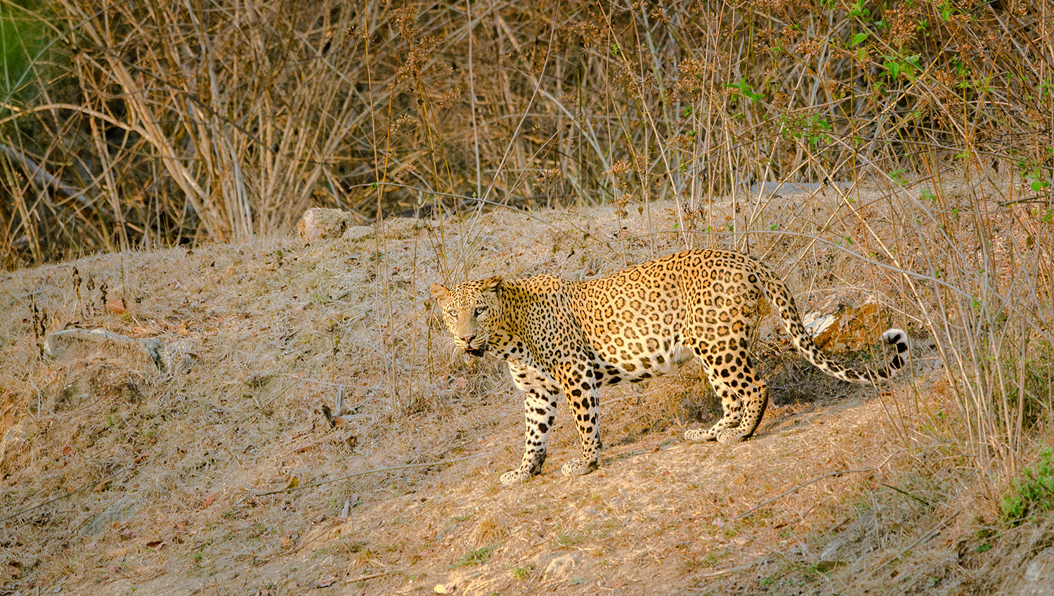 Nikon D7000 + Nikon AF-S Nikkor 500mm F4G ED VR sample photo. The gold coast... photography