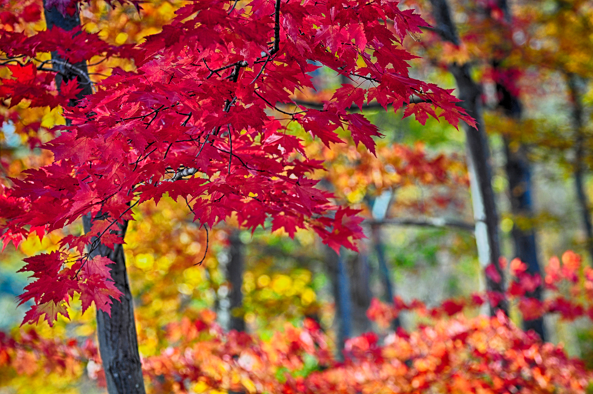 Nikon D90 + Sigma 70-200mm F2.8 EX DG OS HSM sample photo. The sound of silence photography