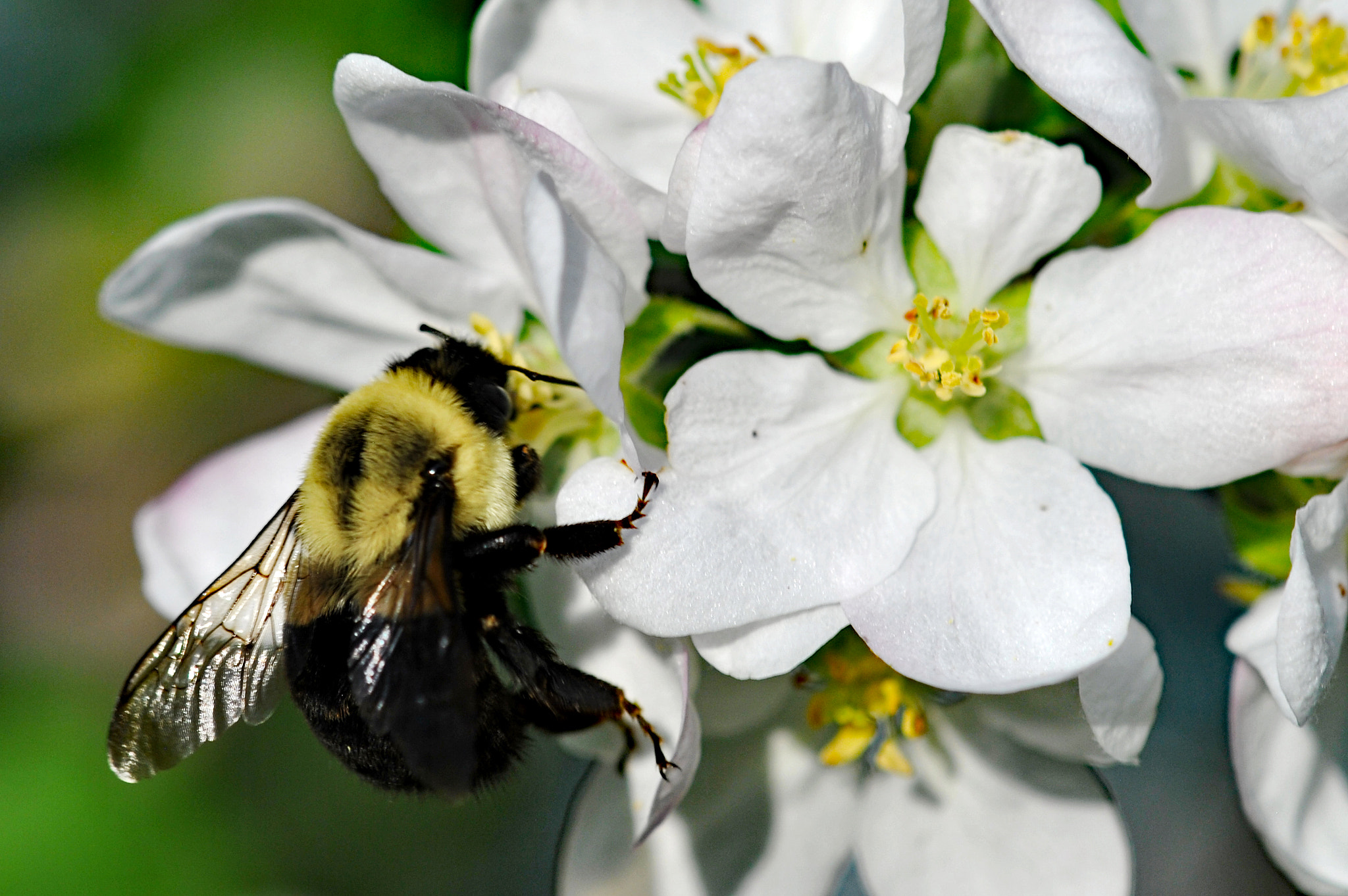 Nikon AF-S DX Micro-Nikkor 85mm F3.5G ED VR sample photo. Bee photography