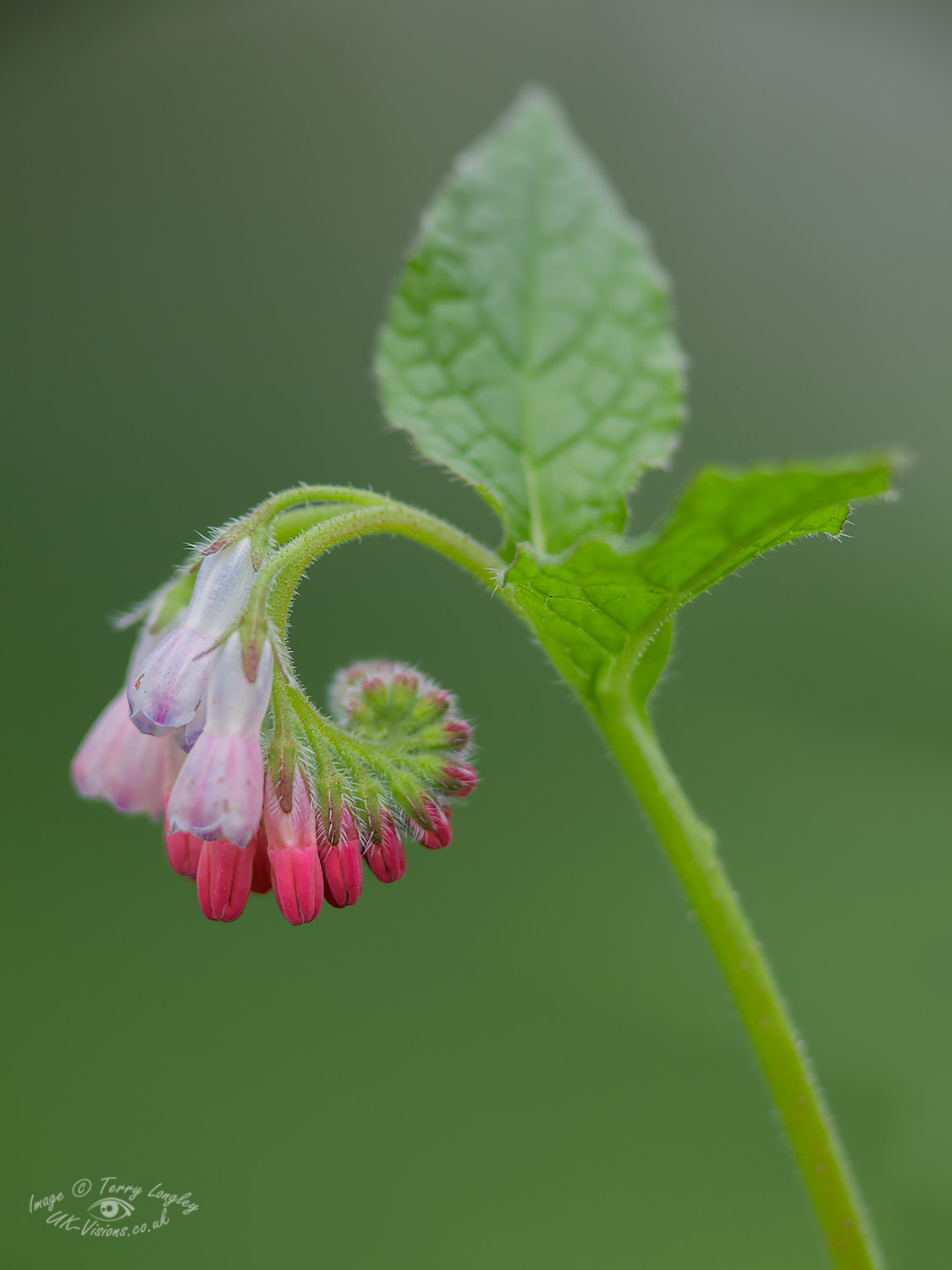 Canon EF 300mm F4L IS USM sample photo. Comfrey flower photography