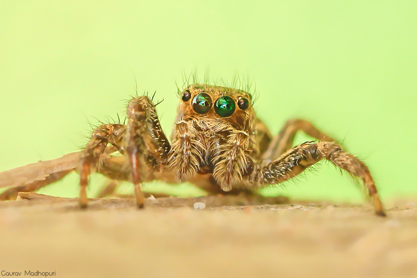 Canon EOS 600D (Rebel EOS T3i / EOS Kiss X5) + Canon EF 100mm F2.8L Macro IS USM sample photo. Jumping spider with green eyes! photography