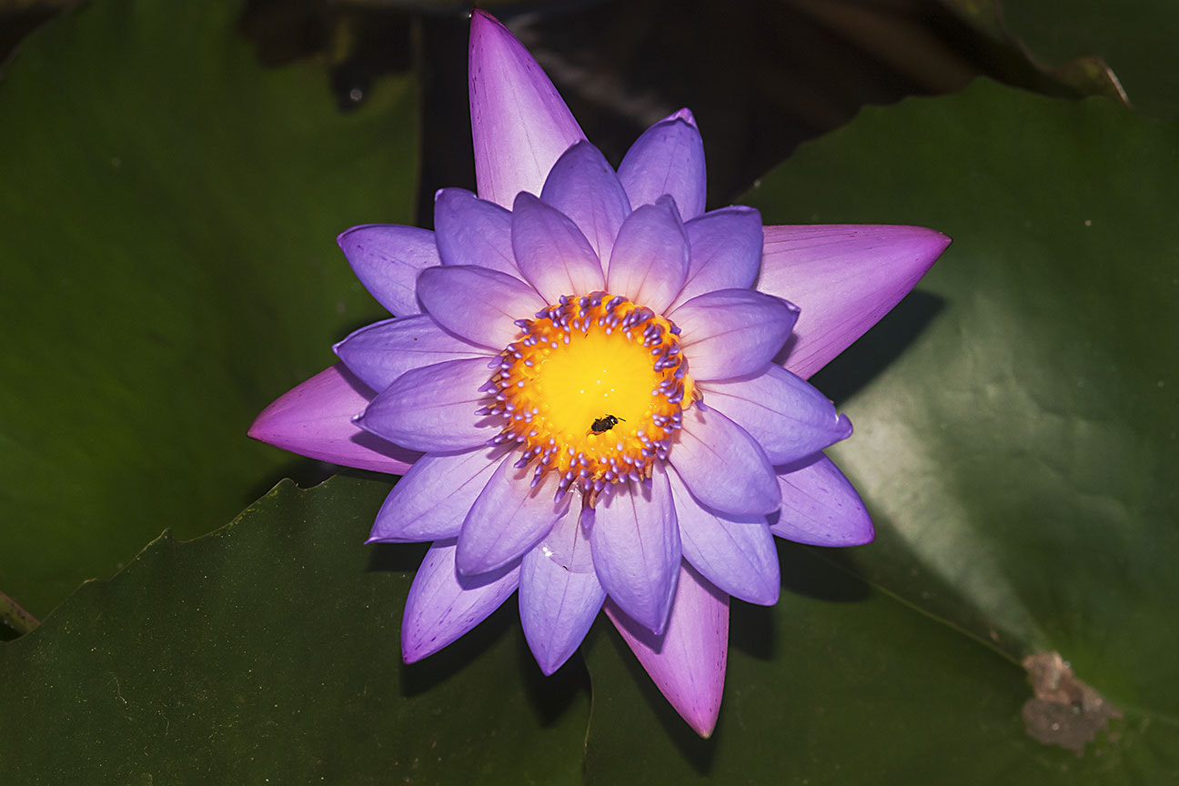 Nikon AF-S Micro-Nikkor 105mm F2.8G IF-ED VR sample photo. Water lily photography