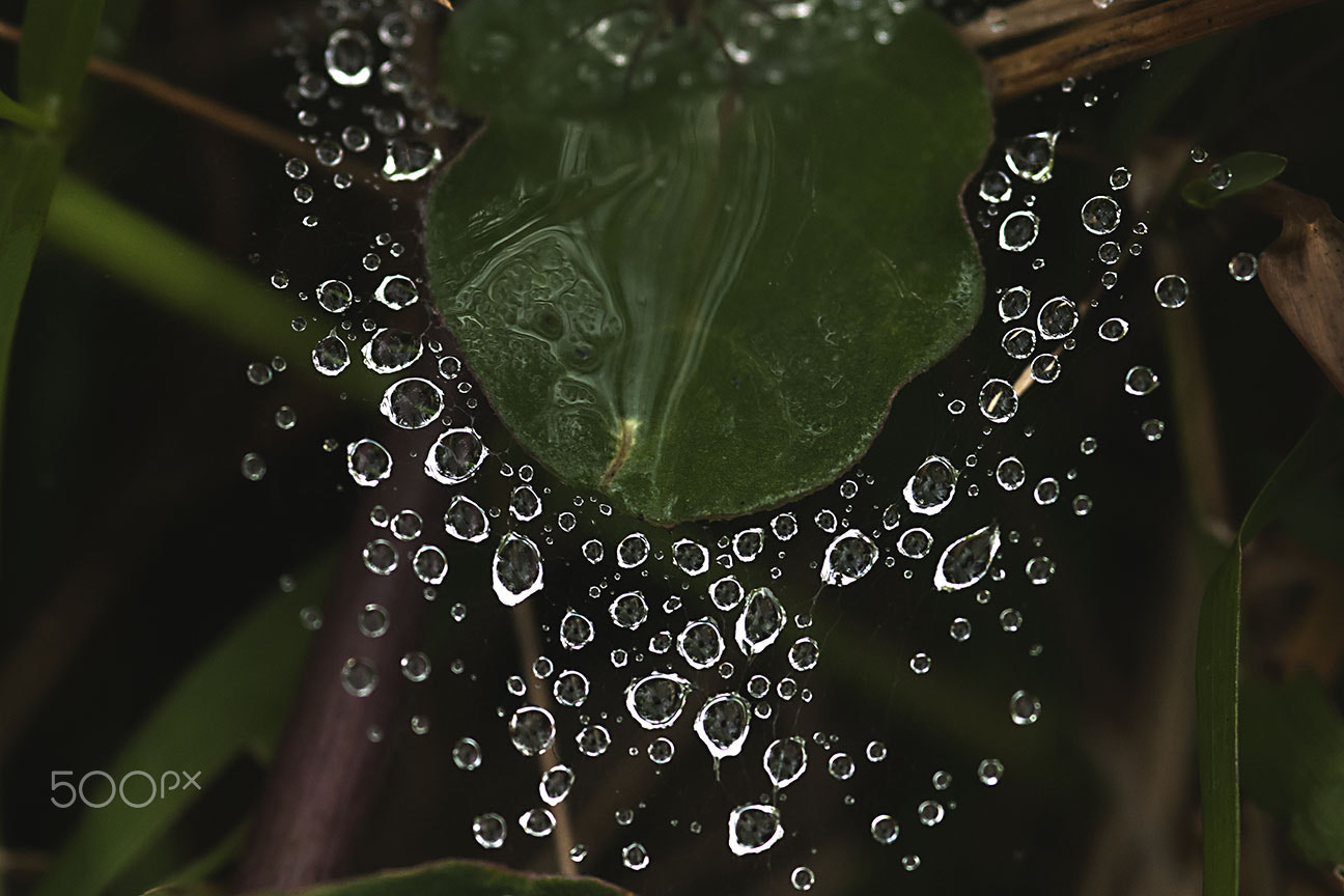 Nikon AF-S Micro-Nikkor 105mm F2.8G IF-ED VR sample photo. Raindrops photography