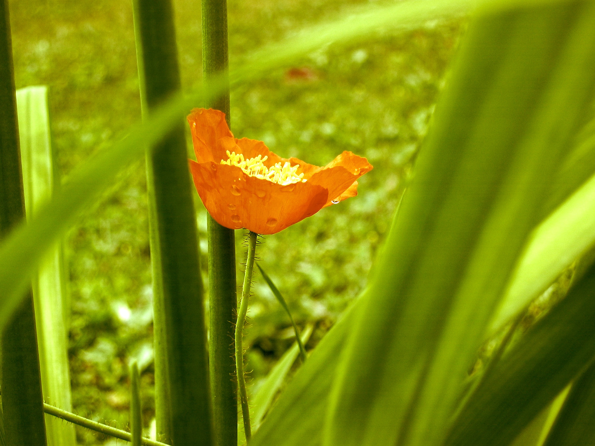 Canon POWERSHOT A80 sample photo. Coquelicot photography