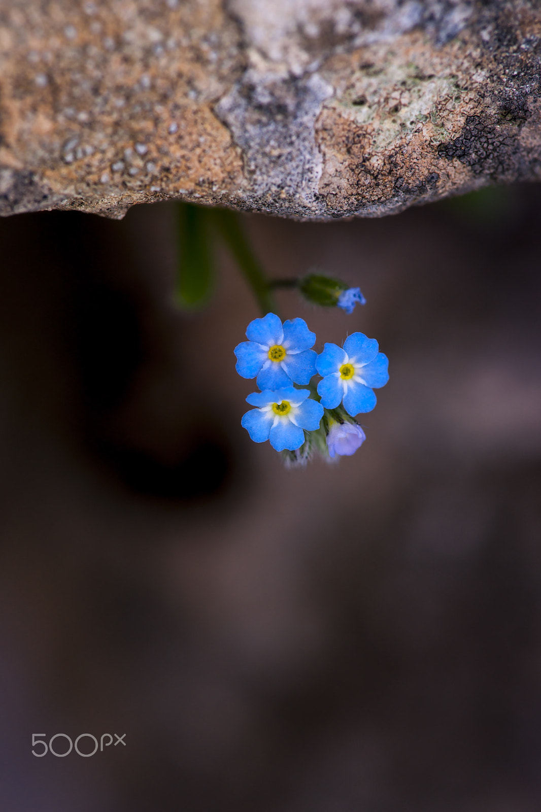 Sony Alpha DSLR-A900 + Minolta AF 100mm F2.8 Macro [New] sample photo. Forget me not photography
