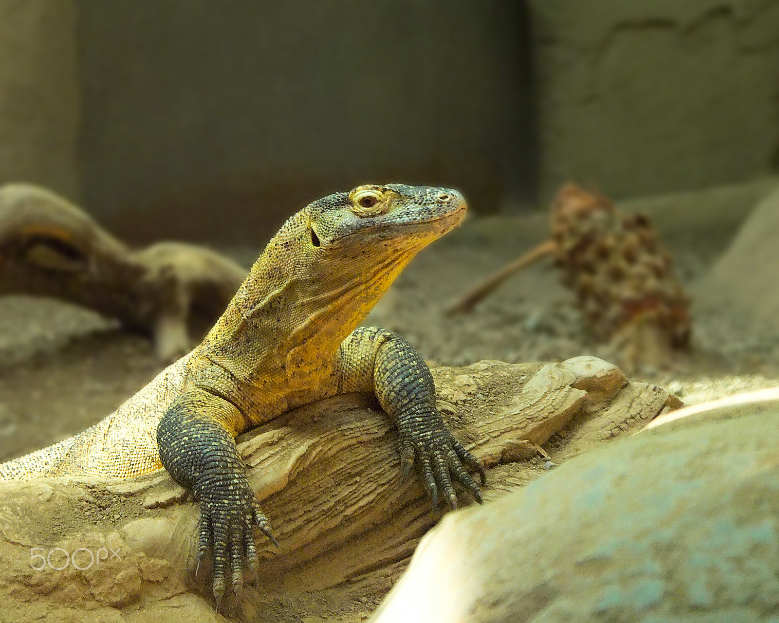 Kodak DCS Pro 14N sample photo. Lizard photography