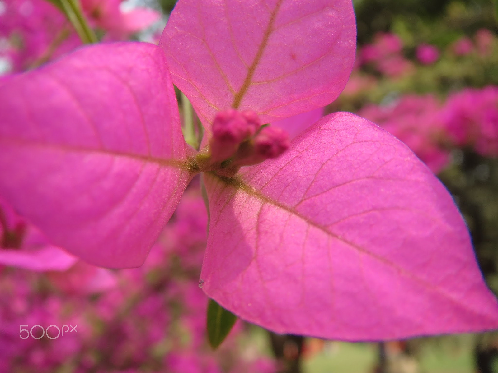 Canon PowerShot ELPH 520 HS (IXUS 500 HS / IXY 3) sample photo. Bougainvillea photography