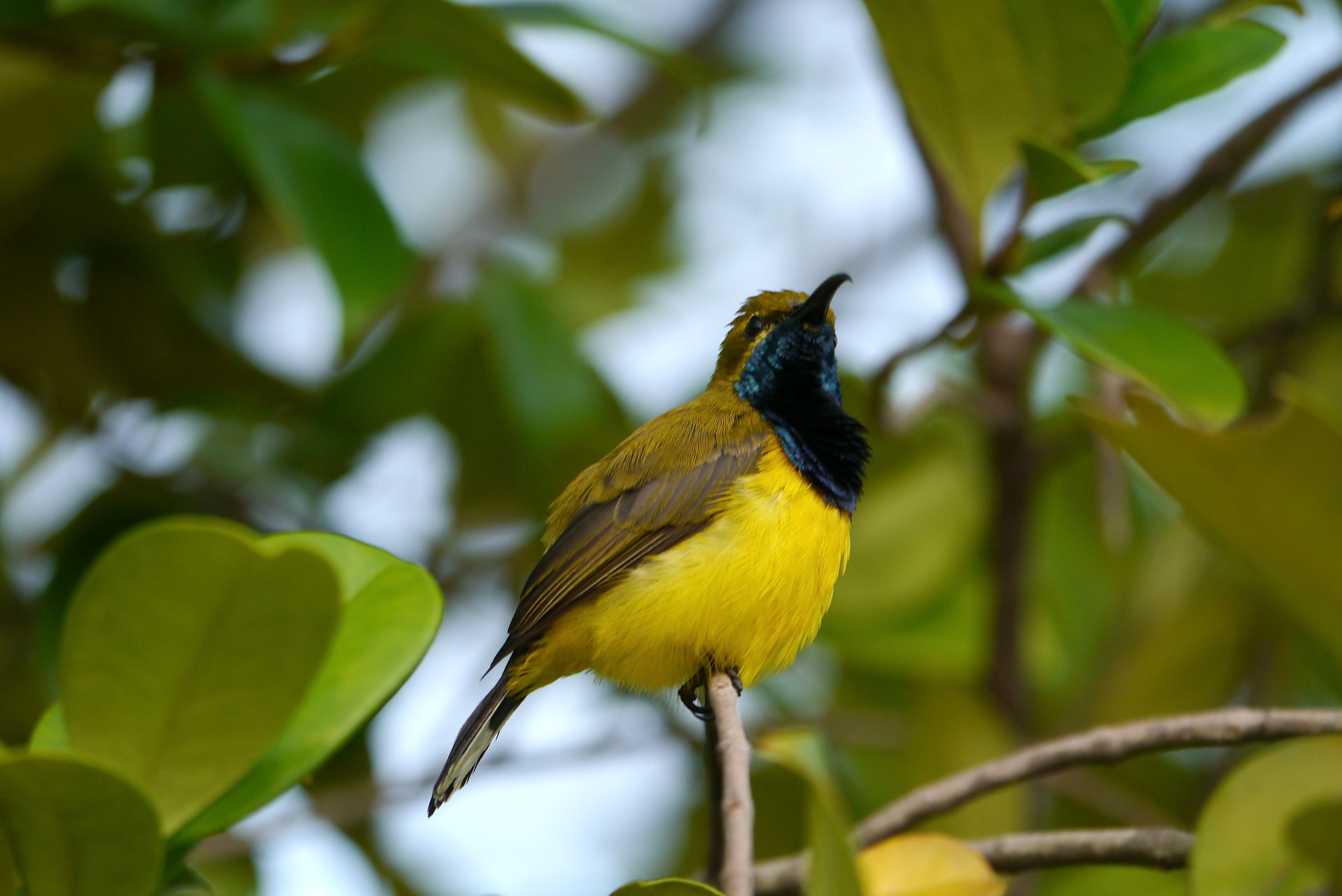 Panasonic Lumix DMC-GX1 sample photo. Sunbird hirez photography