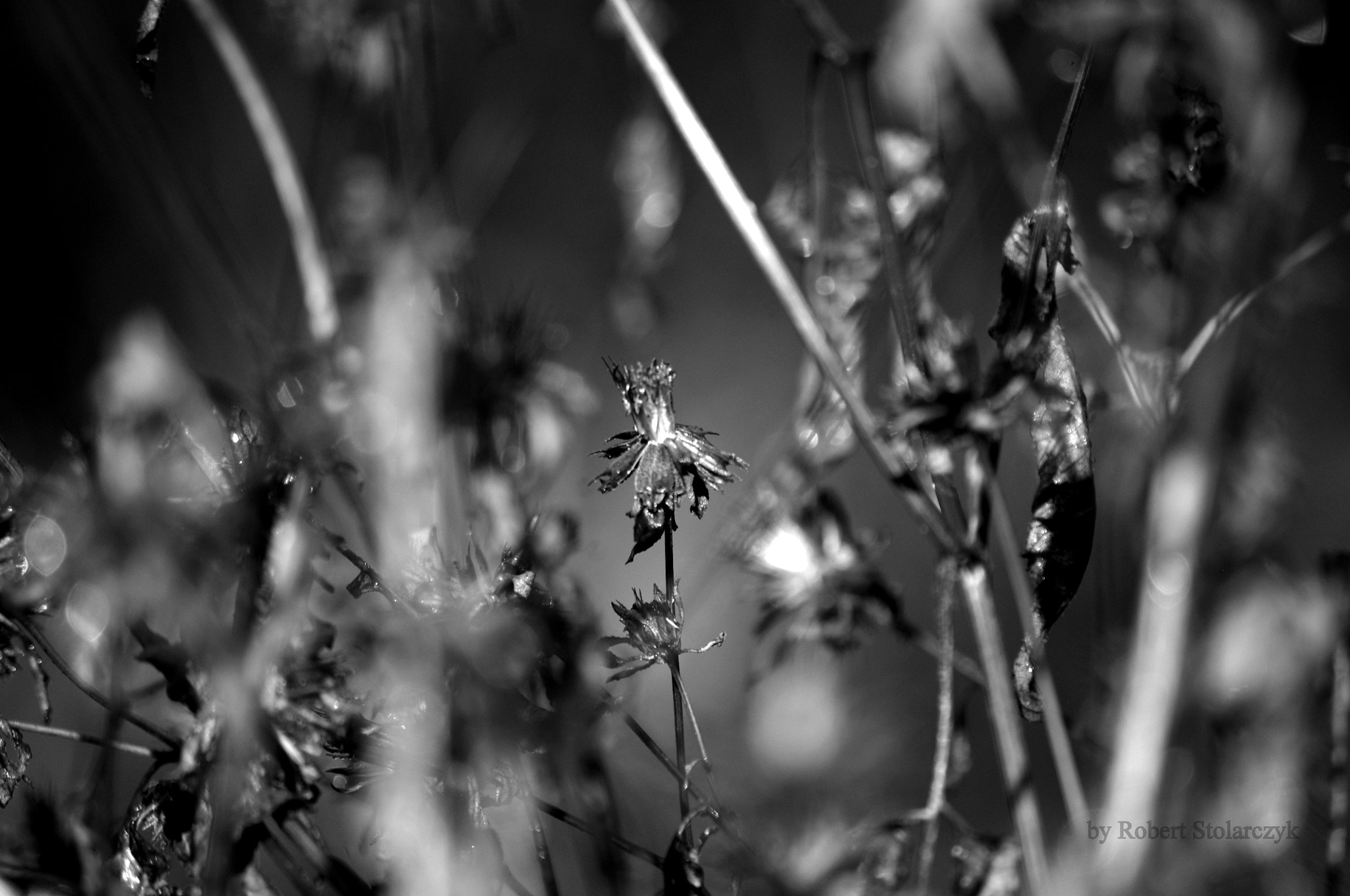 smc PENTAX-DA L 50-200mm F4-5.6 ED sample photo. Nostalgia photography
