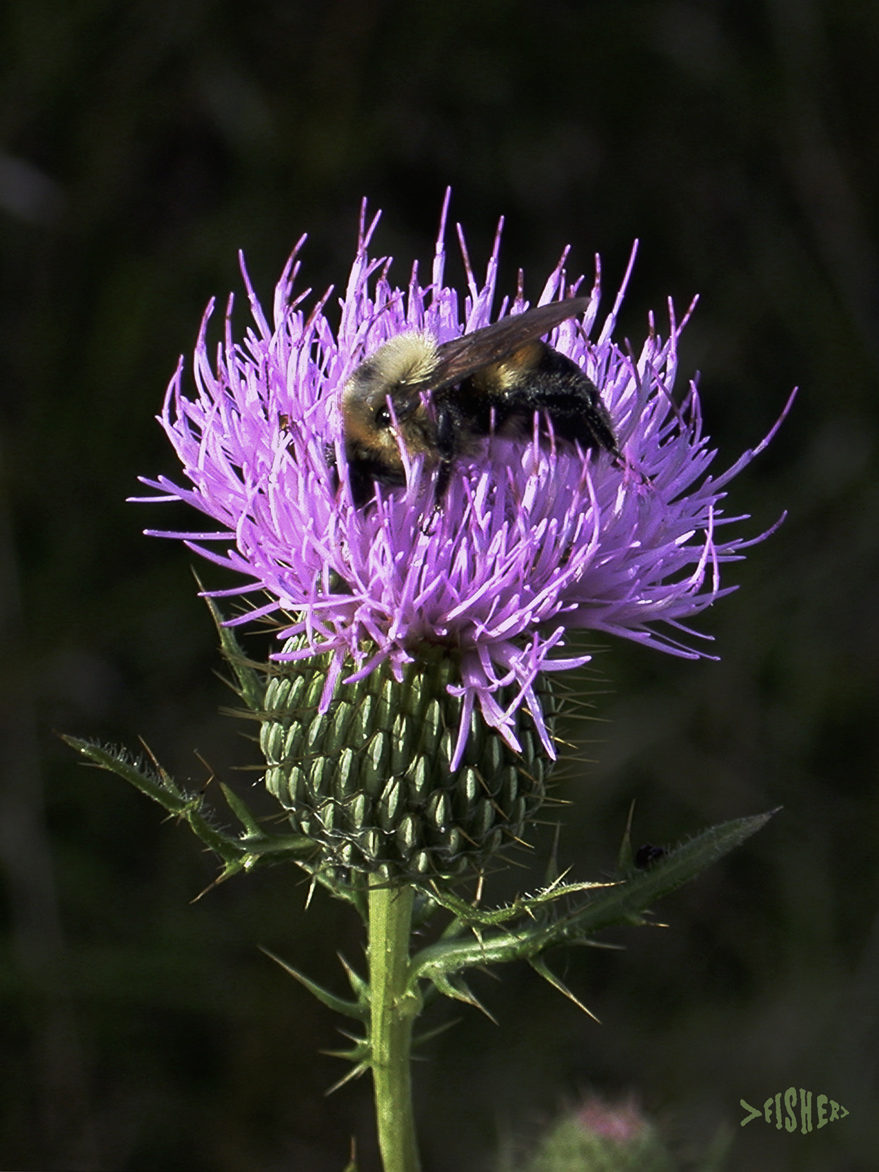 Nikon E995 sample photo. Bee in thistle photography