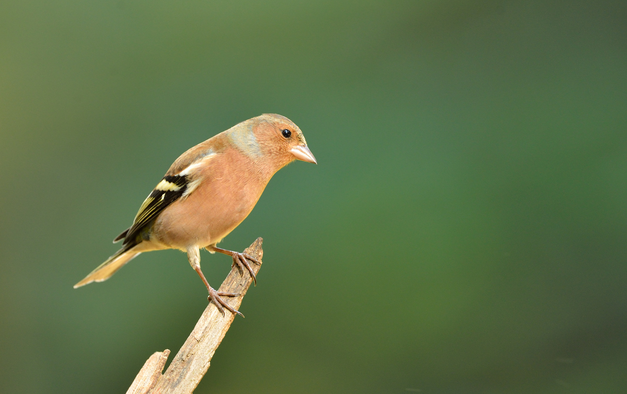 Nikon D600 + Nikon AF-S Nikkor 500mm F4G ED VR sample photo. Vink photography