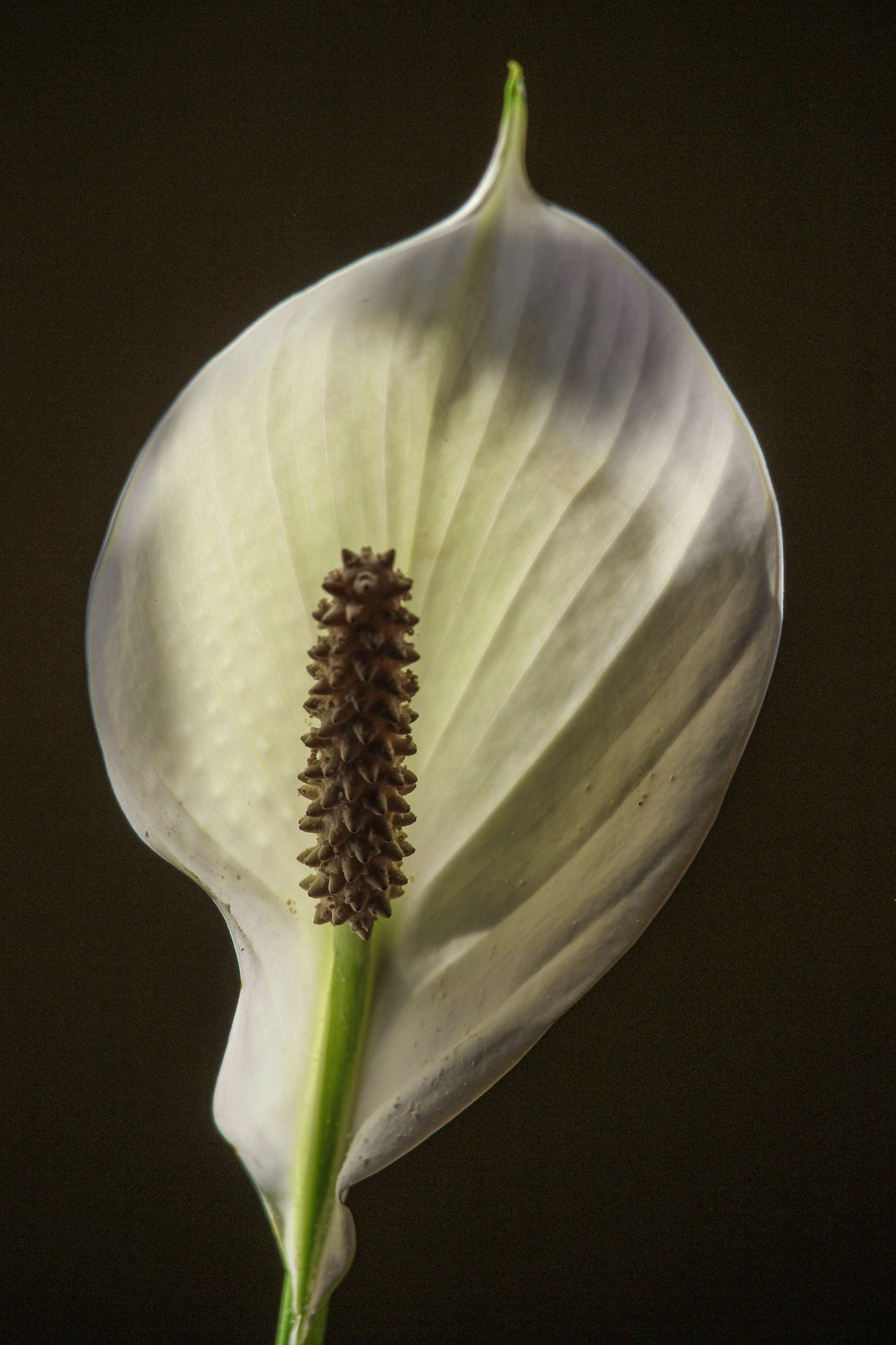 Canon EF-S 55-250mm F4-5.6 IS STM sample photo. Alone ´´ photography