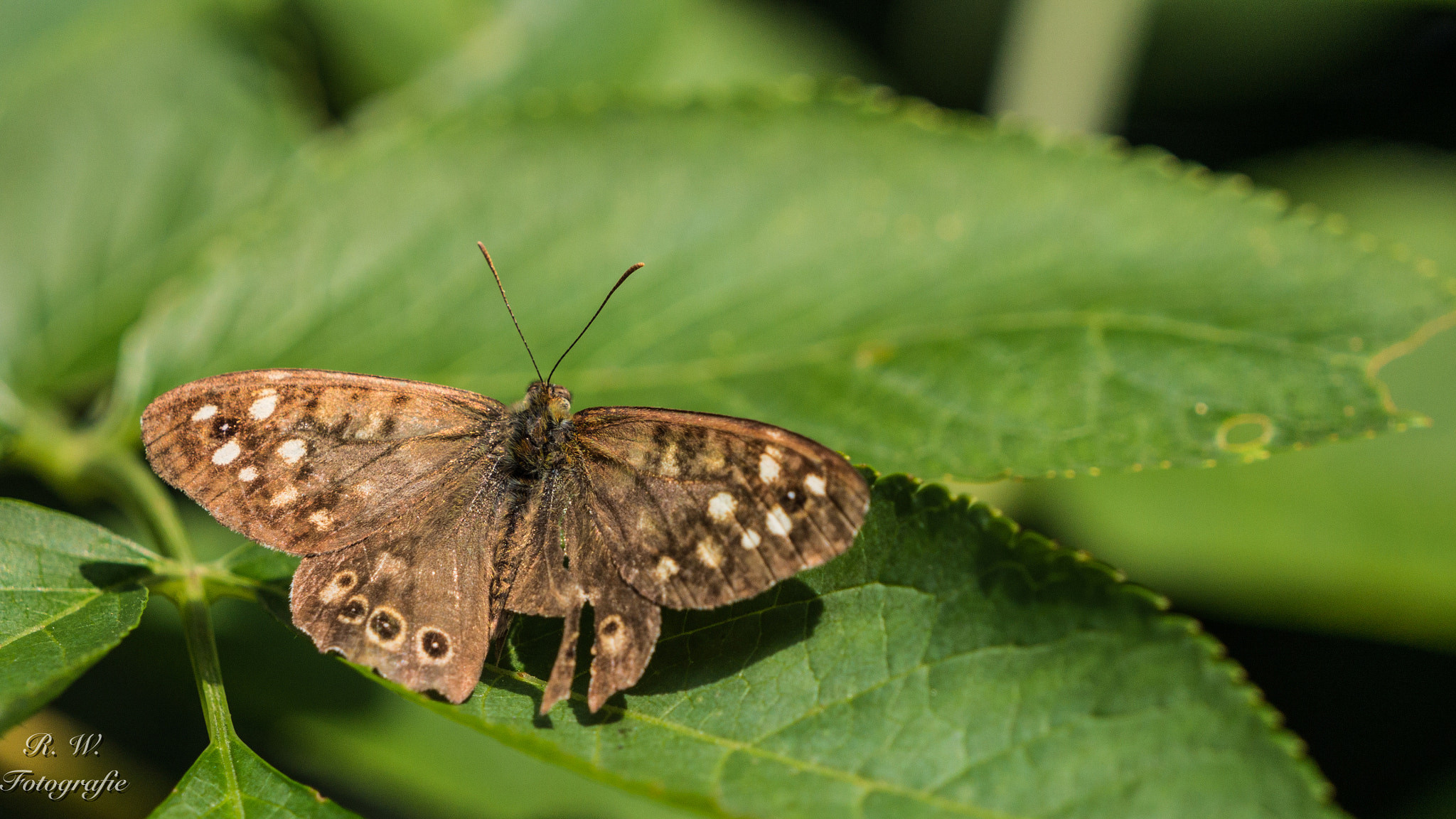 Panasonic Lumix DMC-GH3 sample photo. Butterfly photography