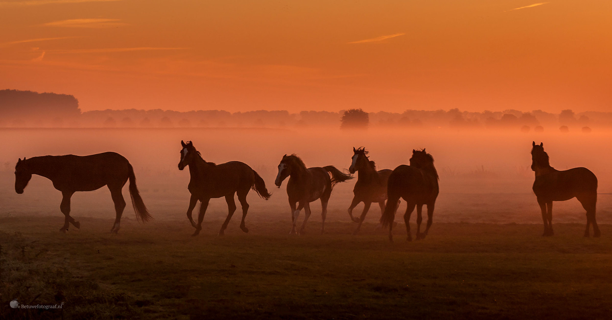 Canon EOS 40D sample photo. Dancing with horses   vi photography