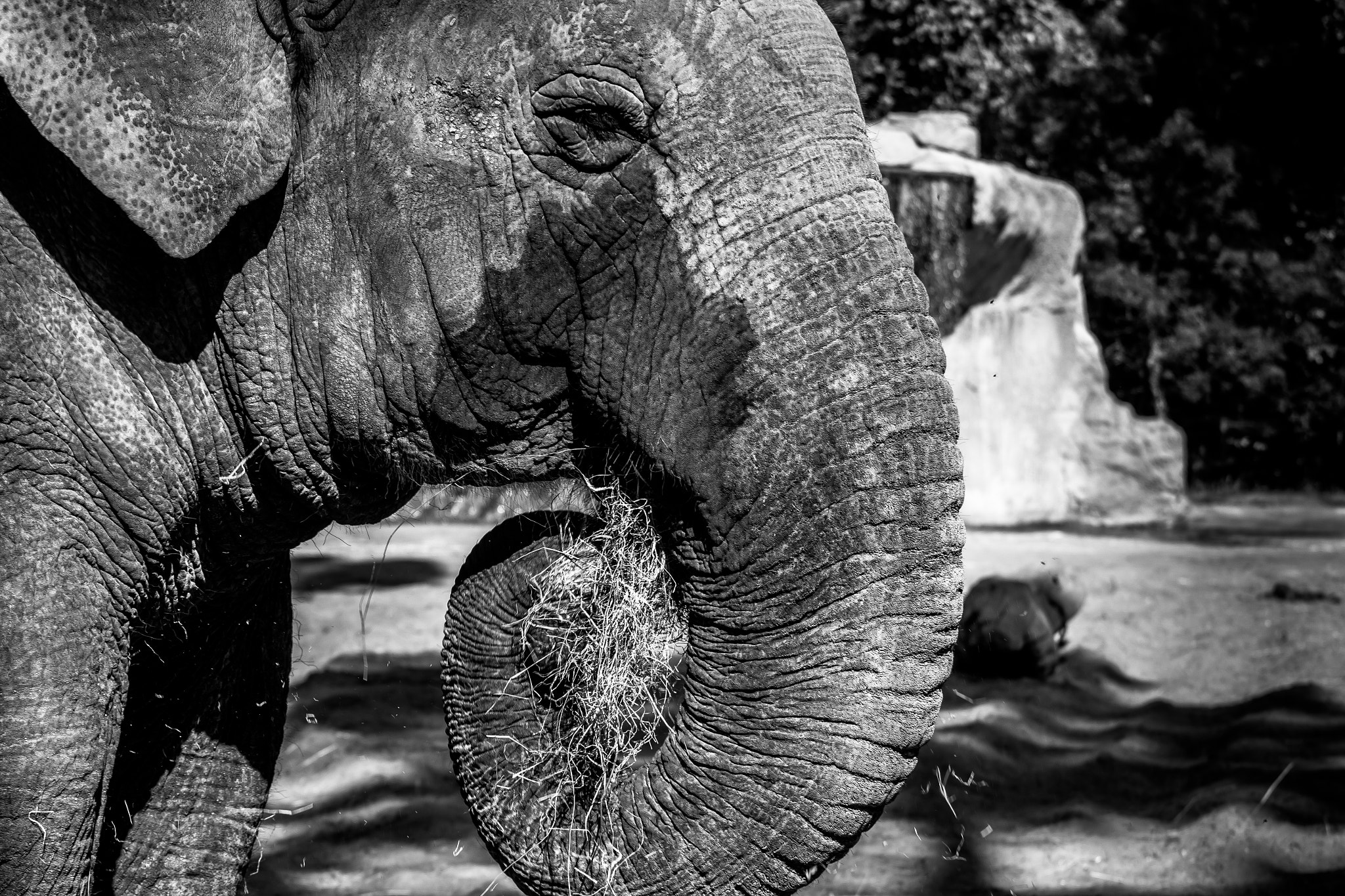 Canon EOS 700D (EOS Rebel T5i / EOS Kiss X7i) + Canon EF 70-200mm F4L USM sample photo. Elephant photography
