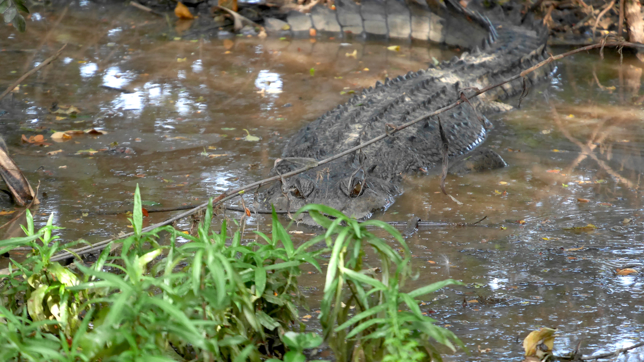 Panasonic Lumix DMC-GX7 sample photo. I see you salt water croc photography