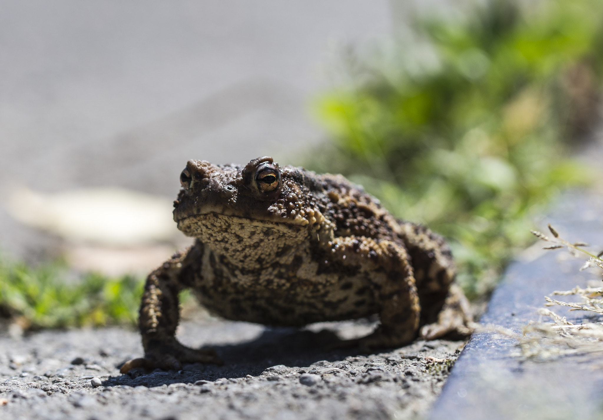 Nikon D600 + Tamron SP 90mm F2.8 Di VC USD 1:1 Macro (F004) sample photo. The lucky toad from ljubljana! photography