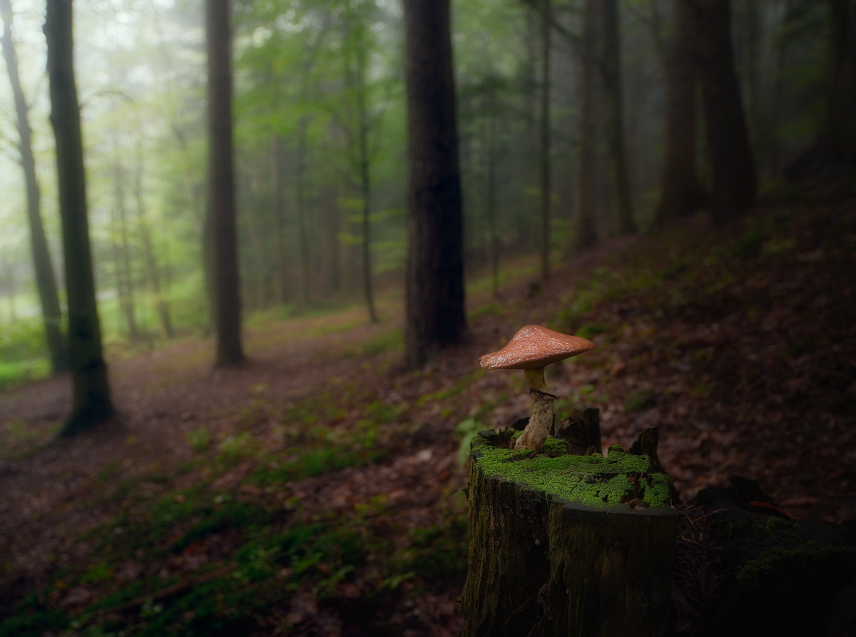 Nikon D800 sample photo. Mushroom ... photography