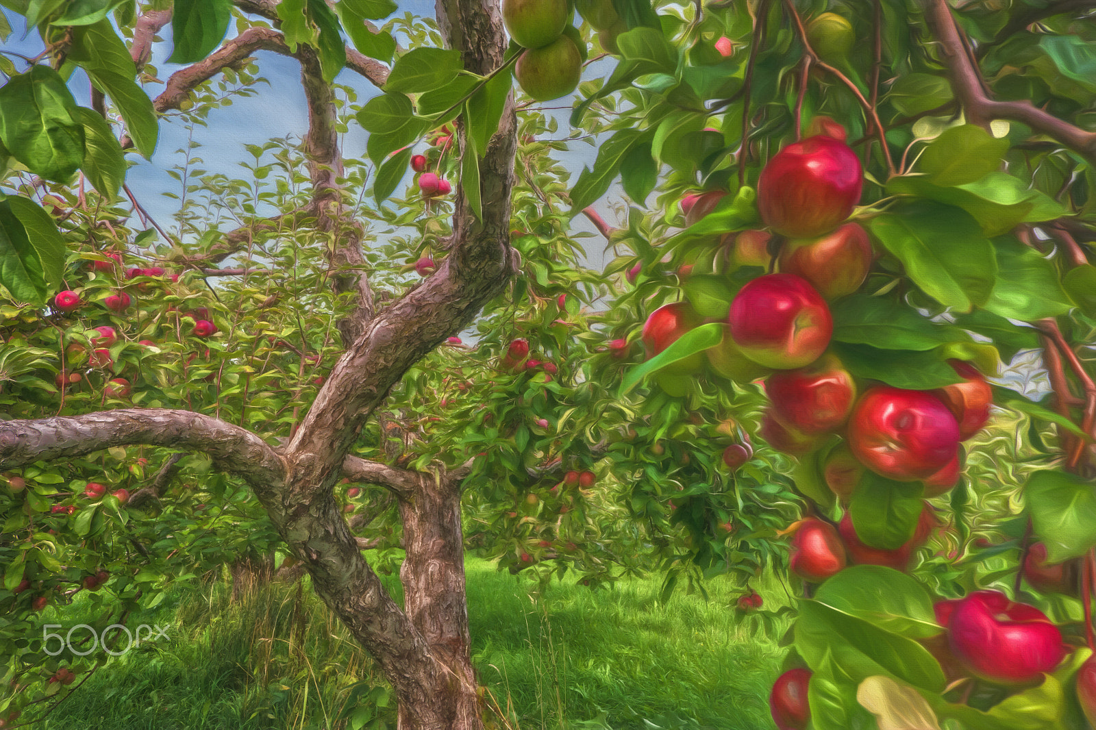 Panasonic Lumix DMC-G5 + Panasonic Lumix G Vario 7-14mm F4 ASPH sample photo. The apple tree photography