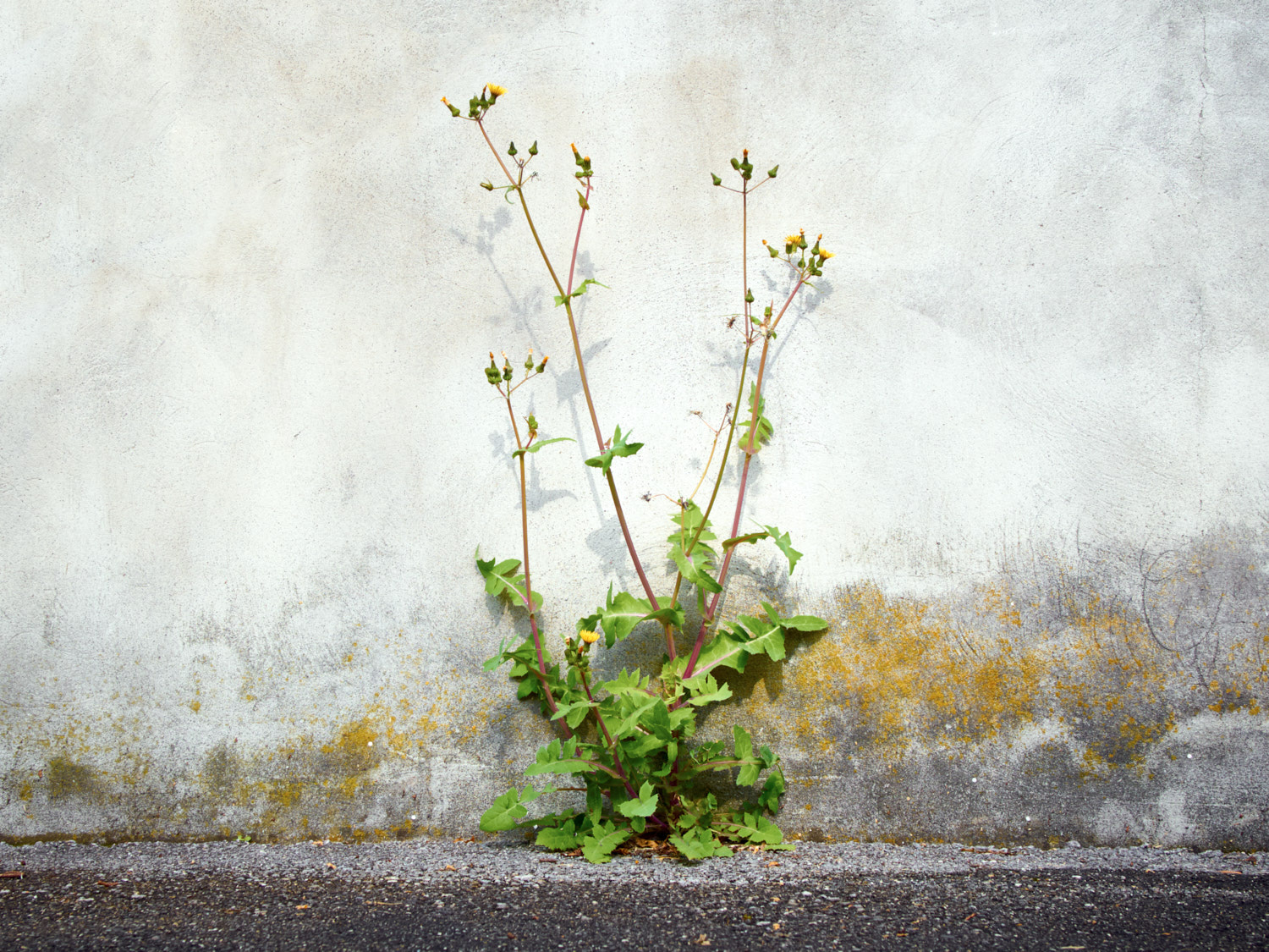 Olympus PEN-F + Panasonic Lumix G Macro 30mm F2.8 ASPH Mega OIS sample photo. Mauerblümchen photography