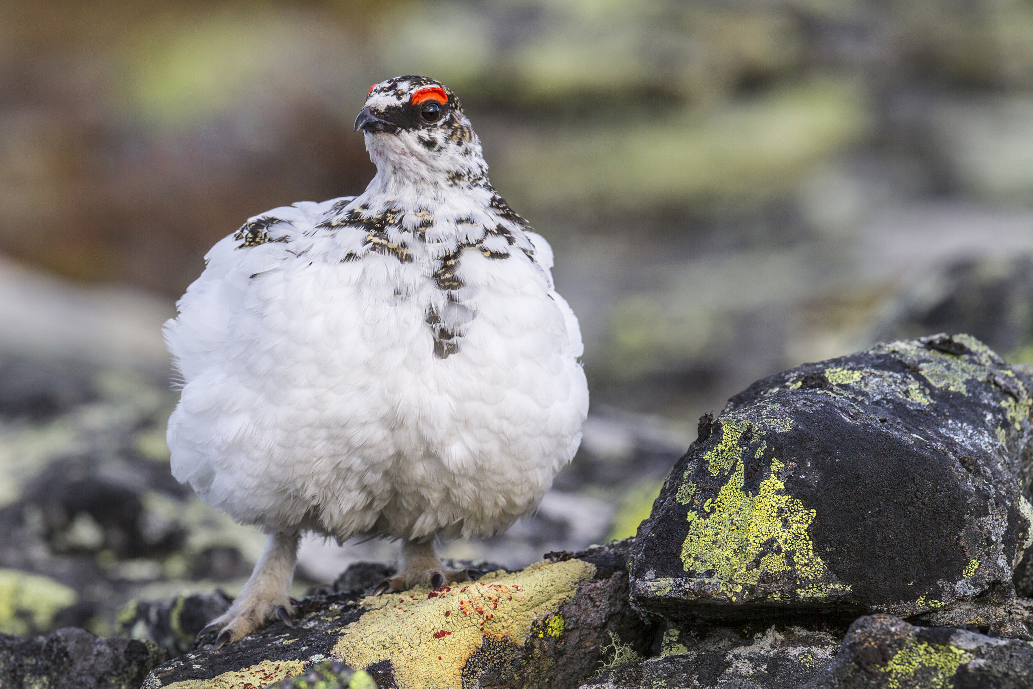 Canon EF 300mm F2.8L IS USM sample photo. Rock ptarmigan (lagopus muta) photography