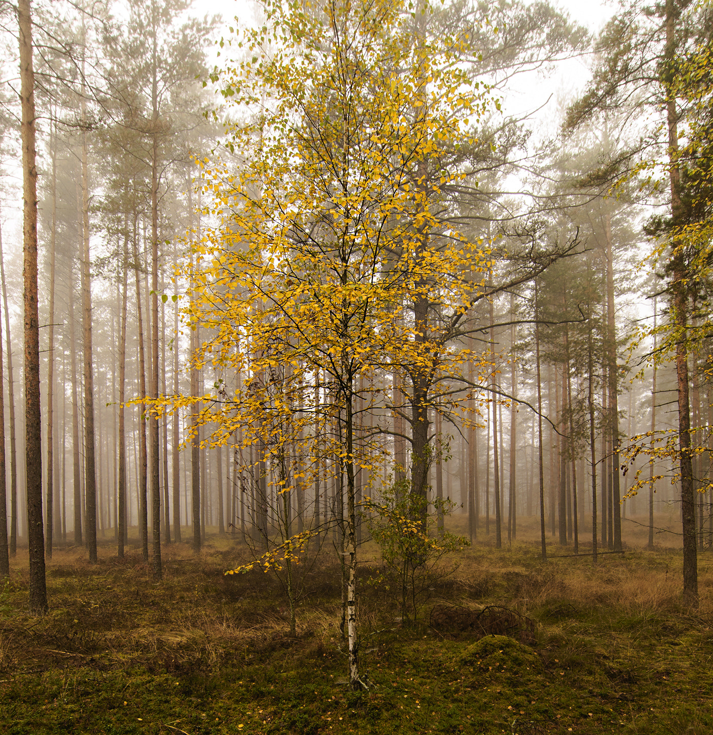 Tokina AT-X Pro 12-24mm F4 (IF) DX sample photo. Golden birch. photography