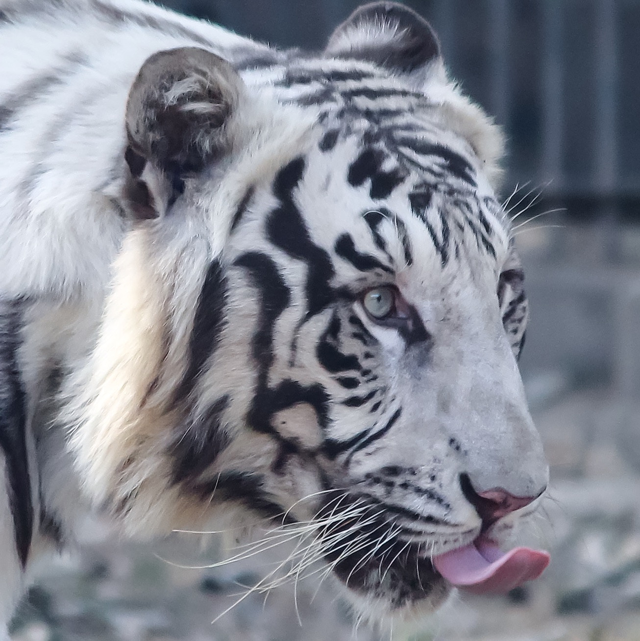 Canon EF-S 55-250mm F4-5.6 IS II sample photo. Wildlife photography